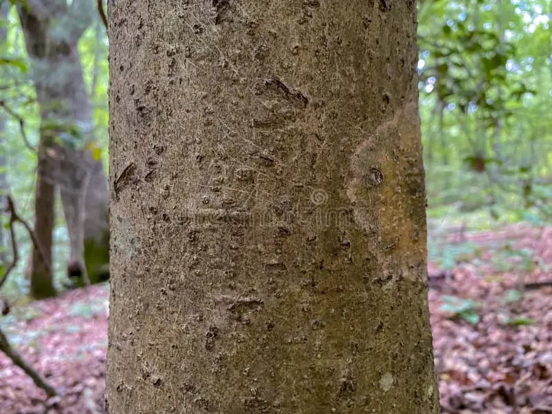 American holly smooth gray bark