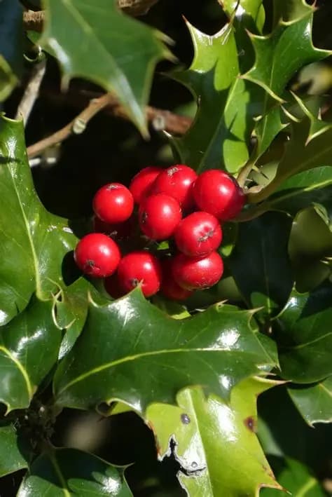 American holly bright red berries persisting in winter