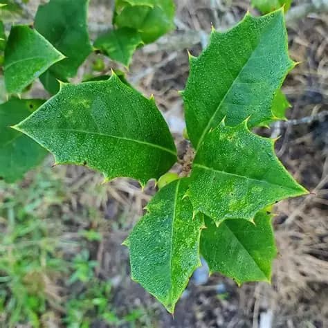American holly spiny glossy evergreen leaf with wavy margins