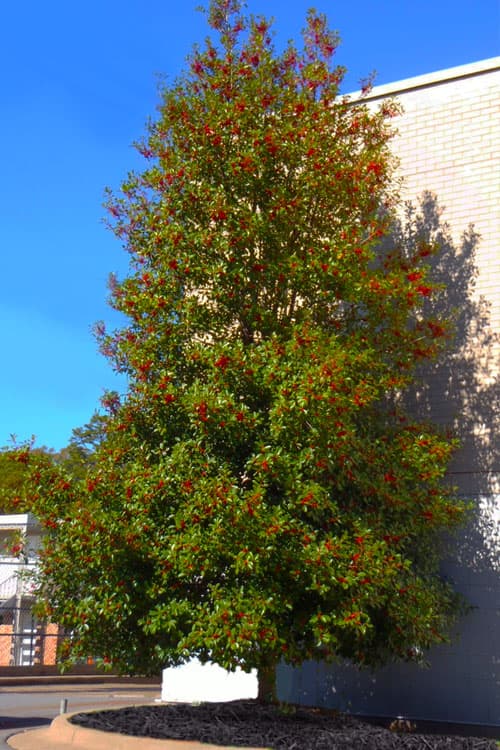 Mature american holly with dense pyramidal to oval crown