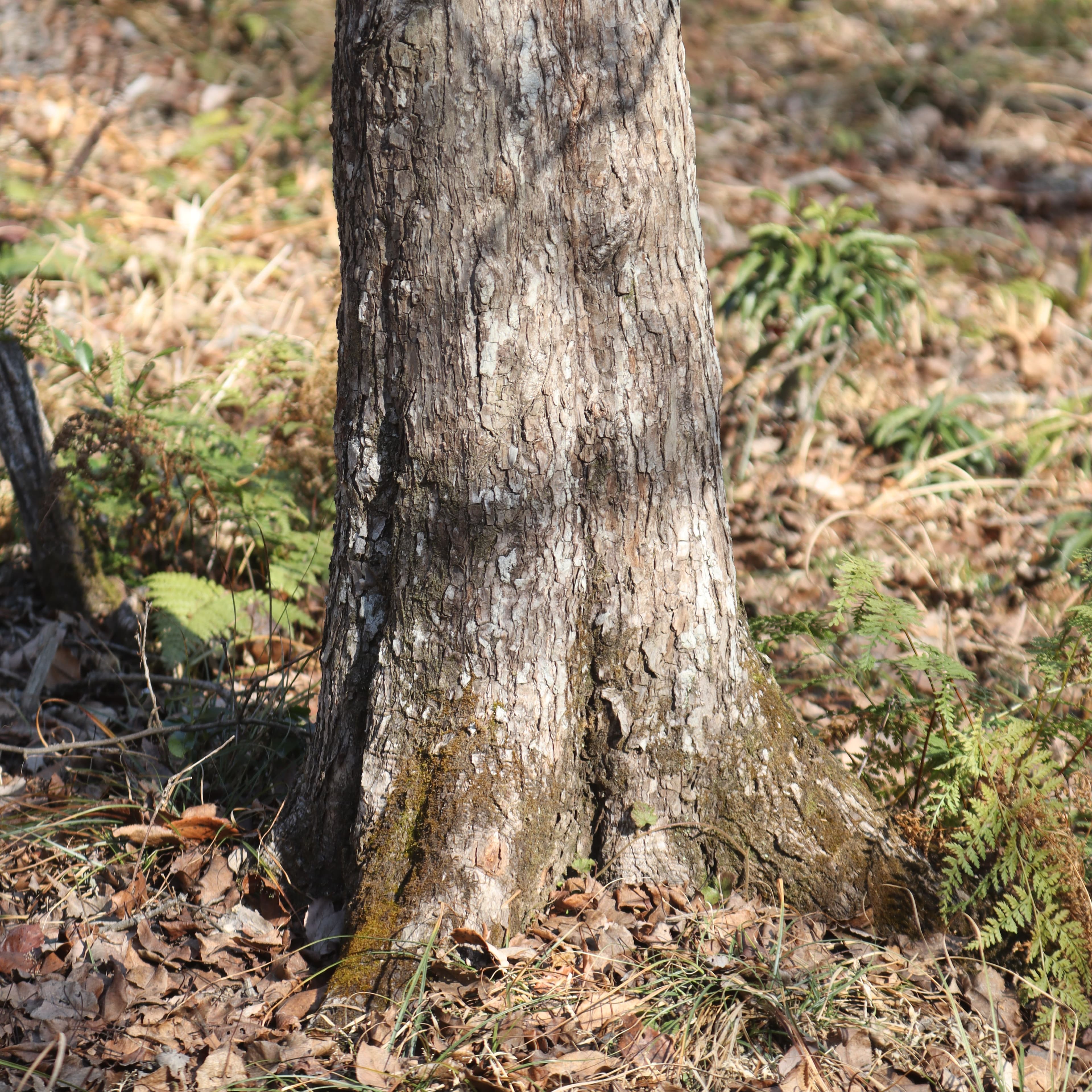 Bradford pear bark smooth light gray when young