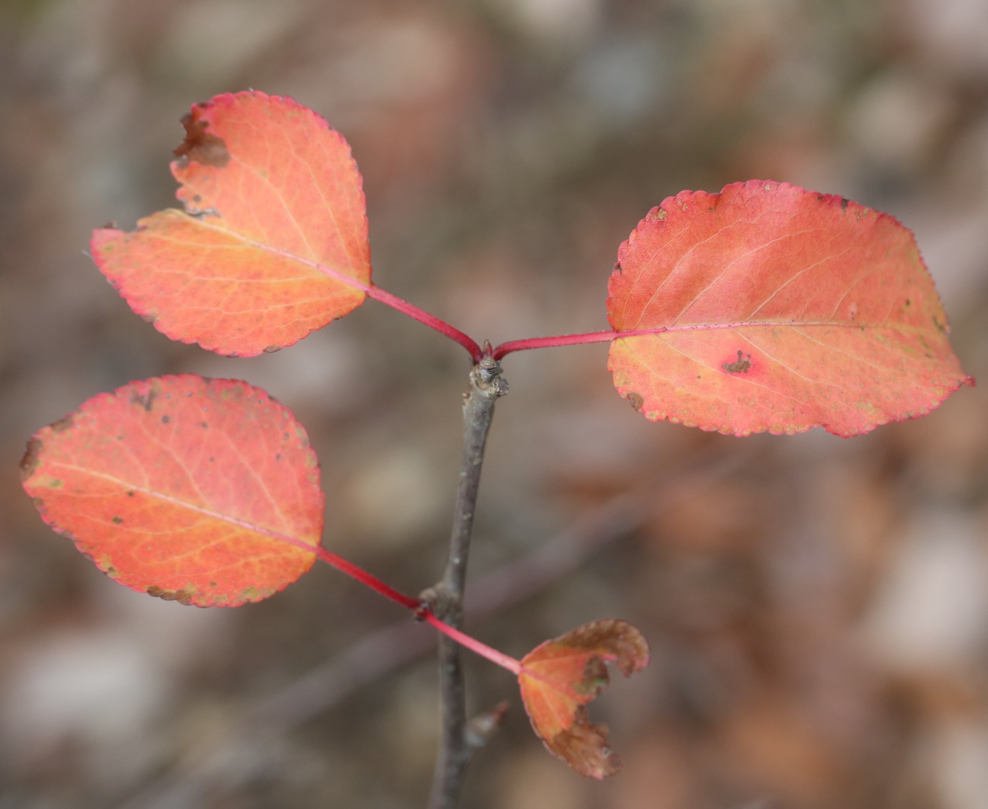 Bradford pear in autumn with purple-red fall color