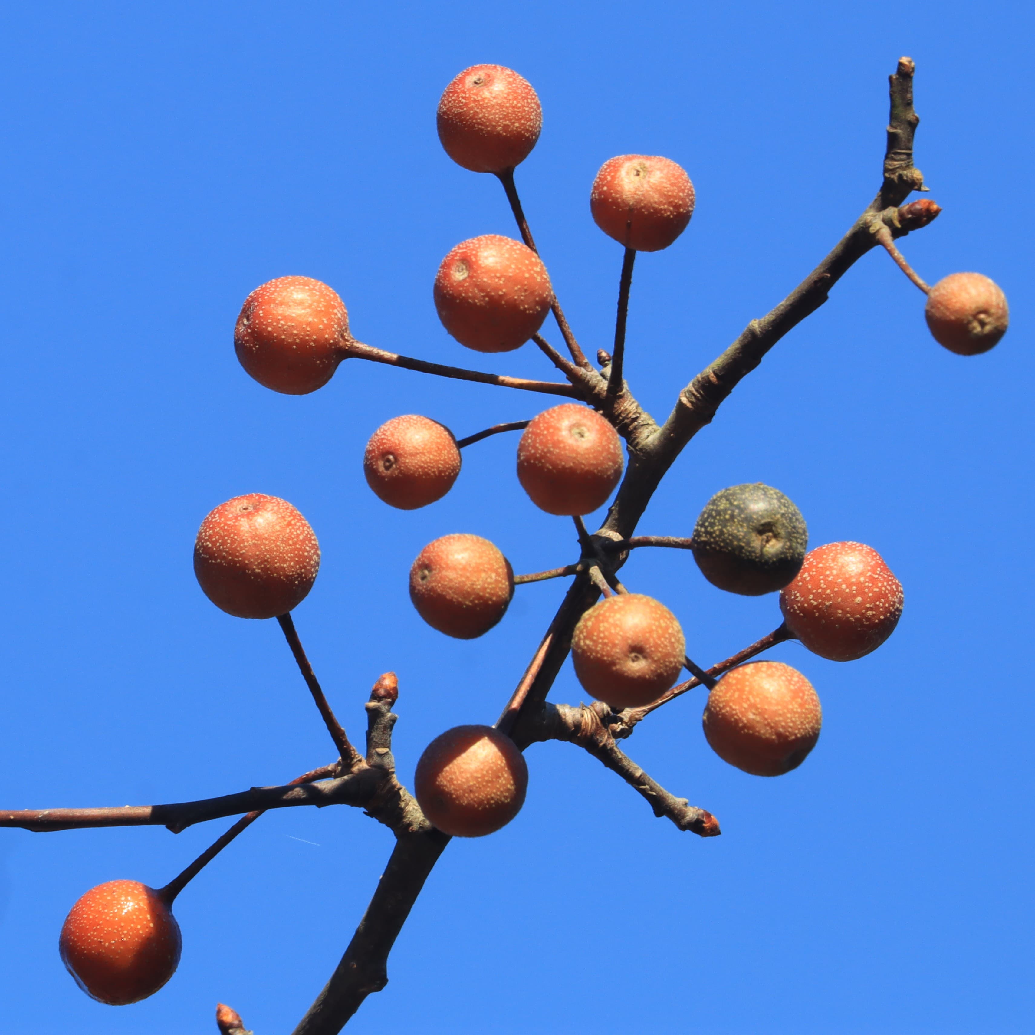 Bradford pear small brown fruit clusters