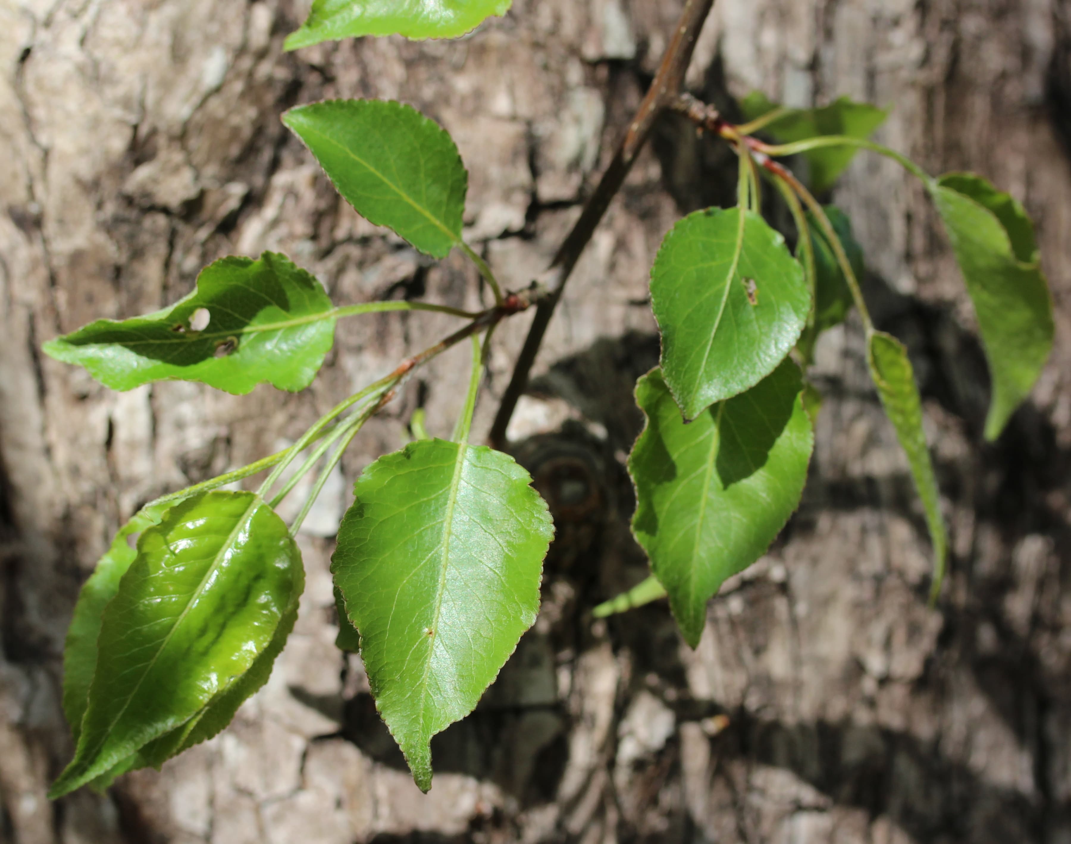 Bradford pear glossy rounded leaf with serrated edges