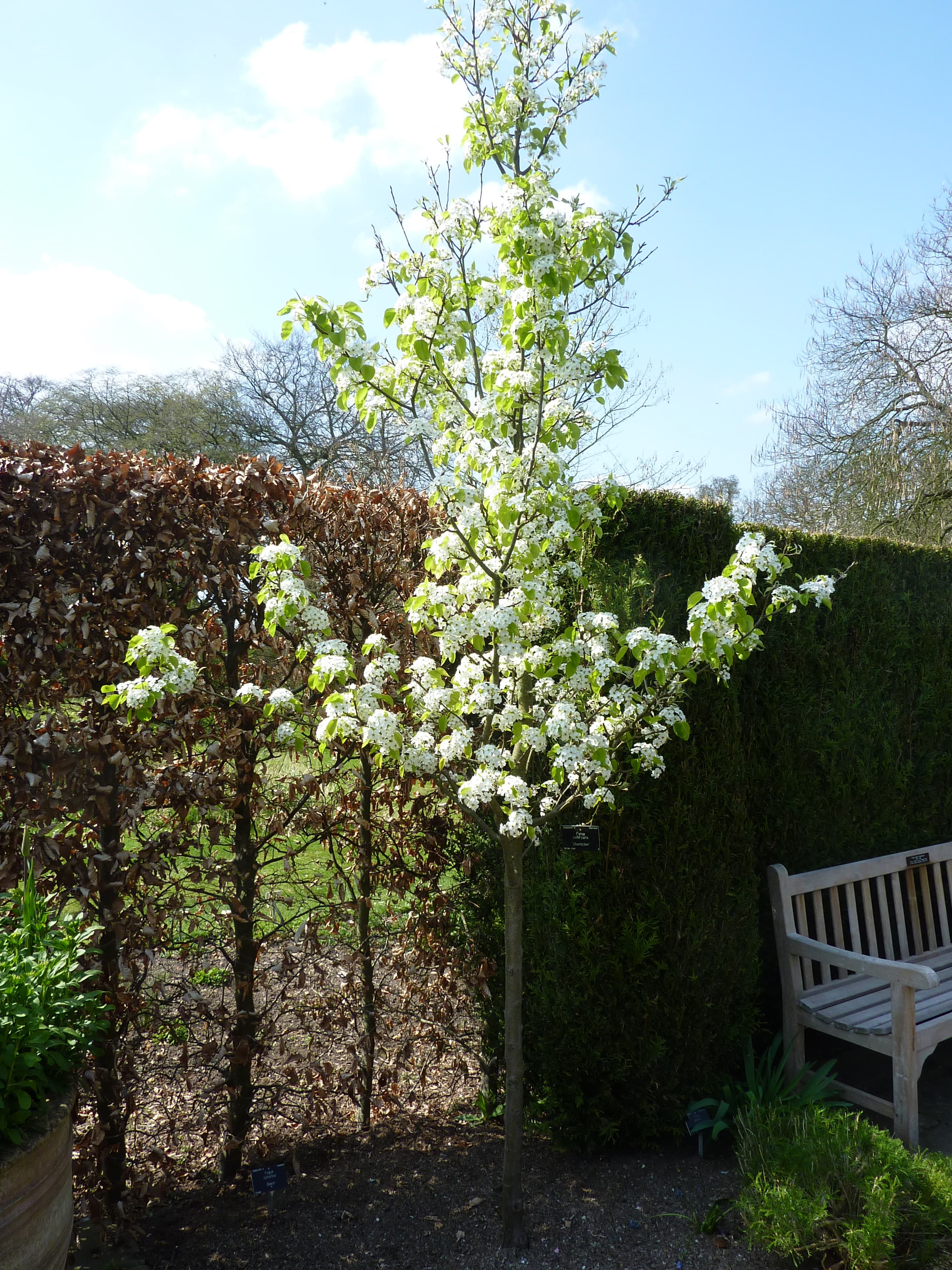 Mature bradford pear with dense symmetrical oval canopy