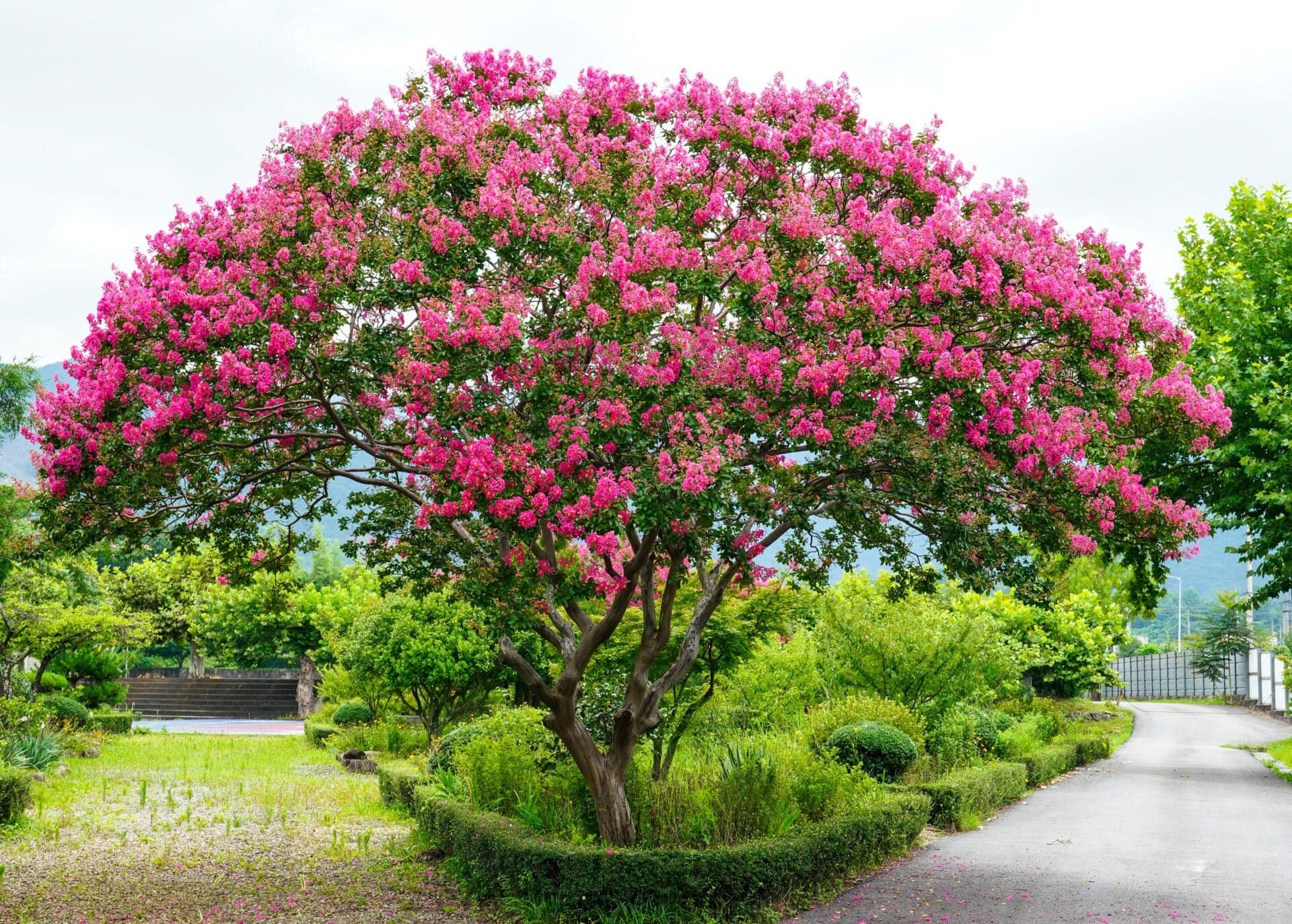 Mature crepe myrtle multi-stemmed vase shape