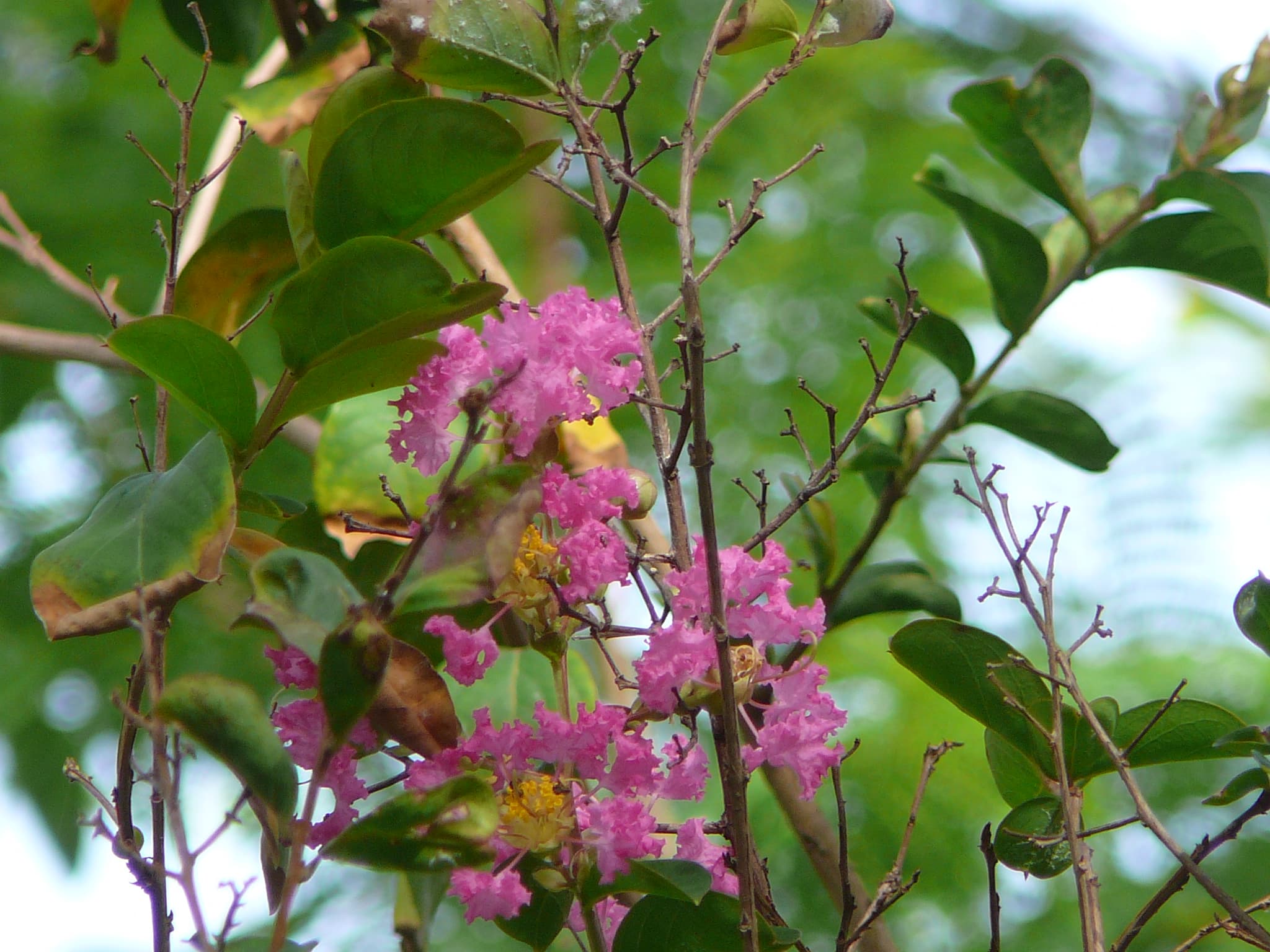 Crepe myrtle seed cluster from spent flower panicle