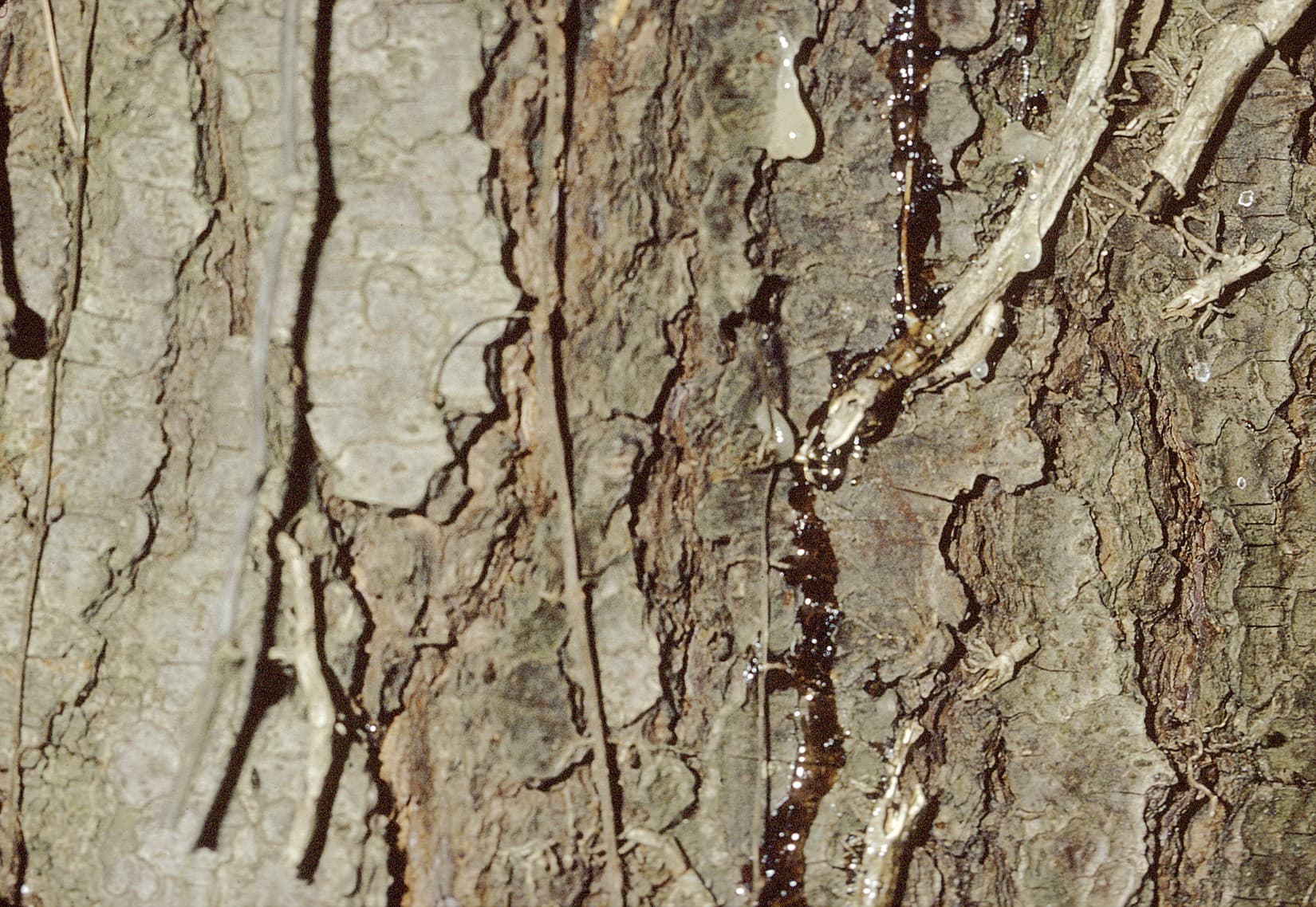 Eastern white pine bark smooth and gray when young