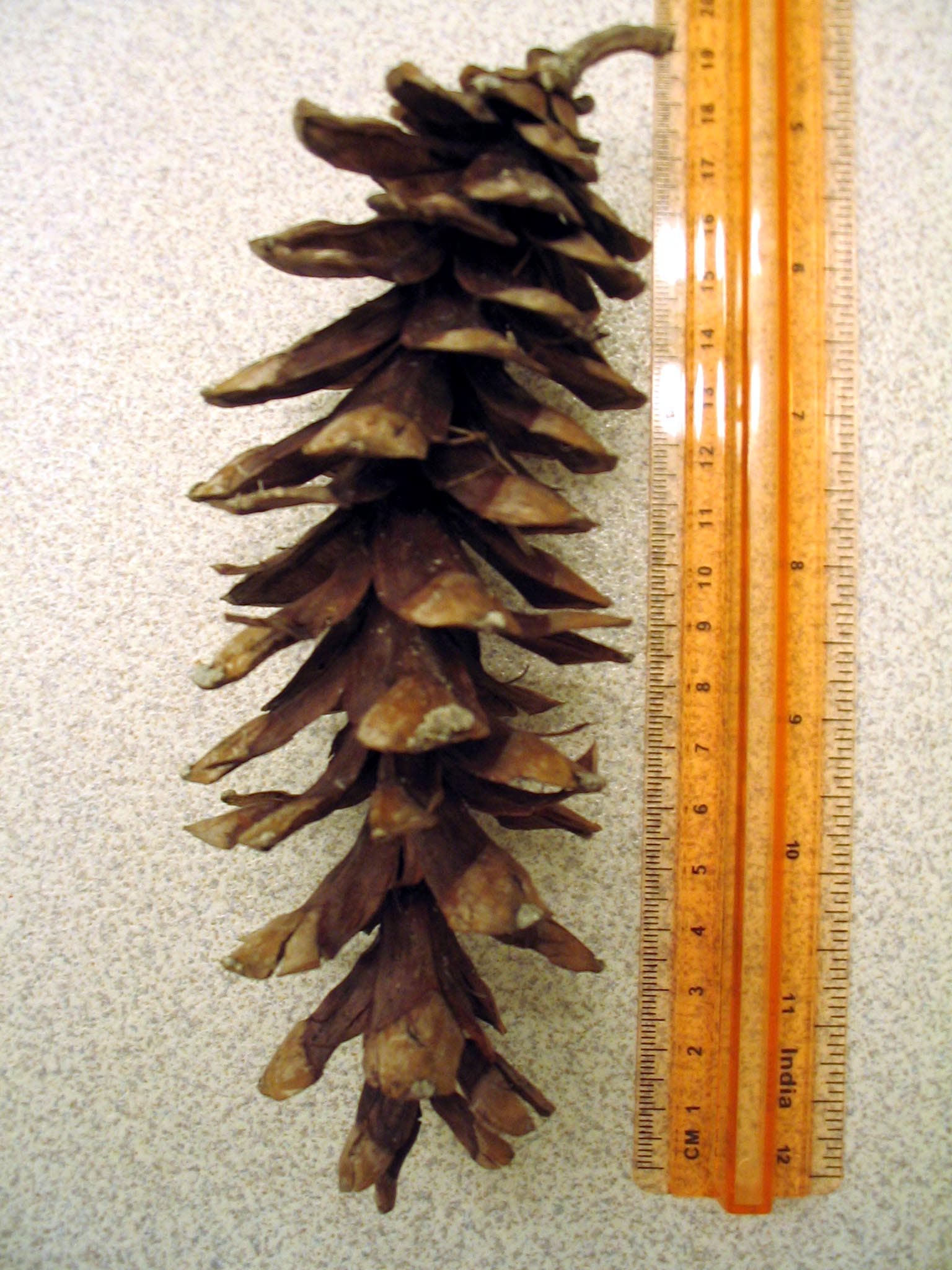 Eastern white pine long slender cone