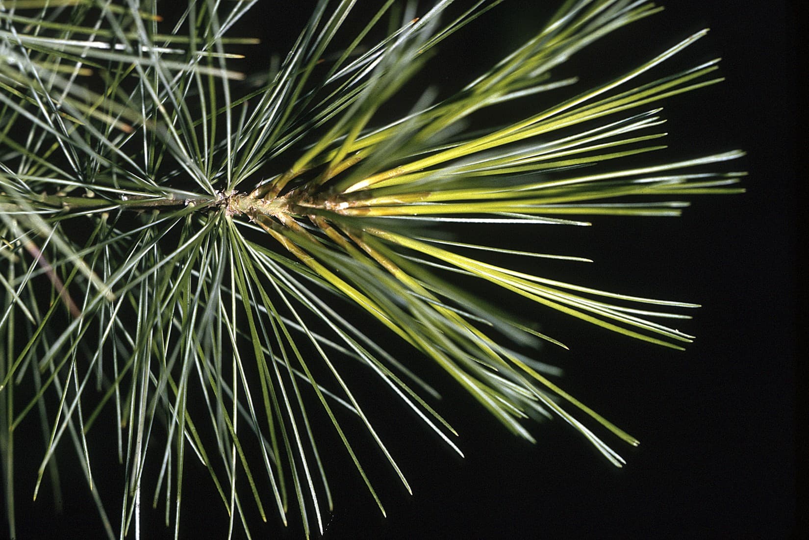 Eastern white pine soft blue-green needles in bundles of five