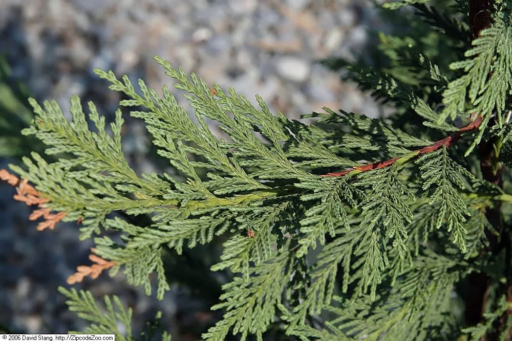 Leyland cypress small round cone