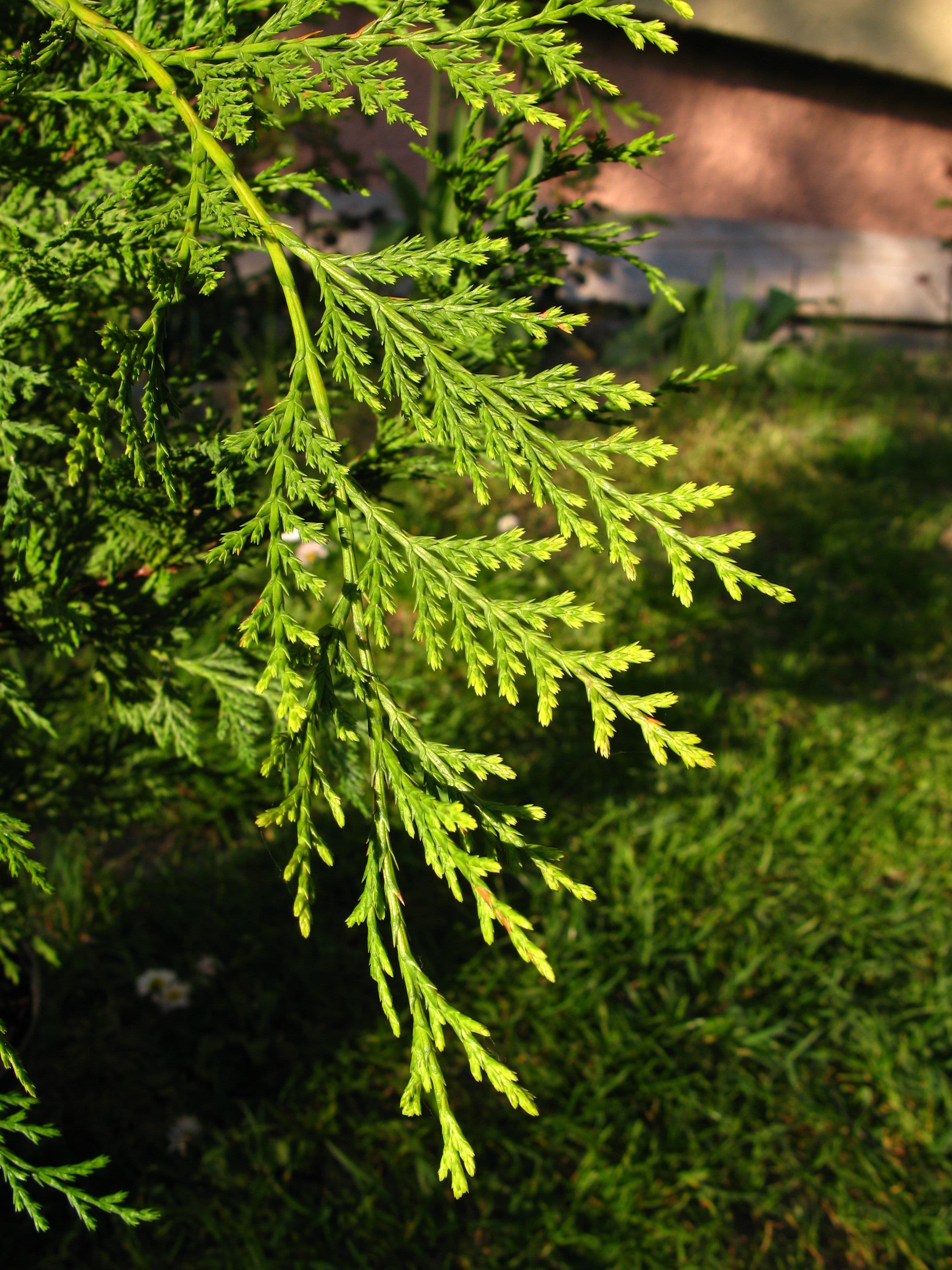 Leyland cypress flat spray of dark green scale-like leaves