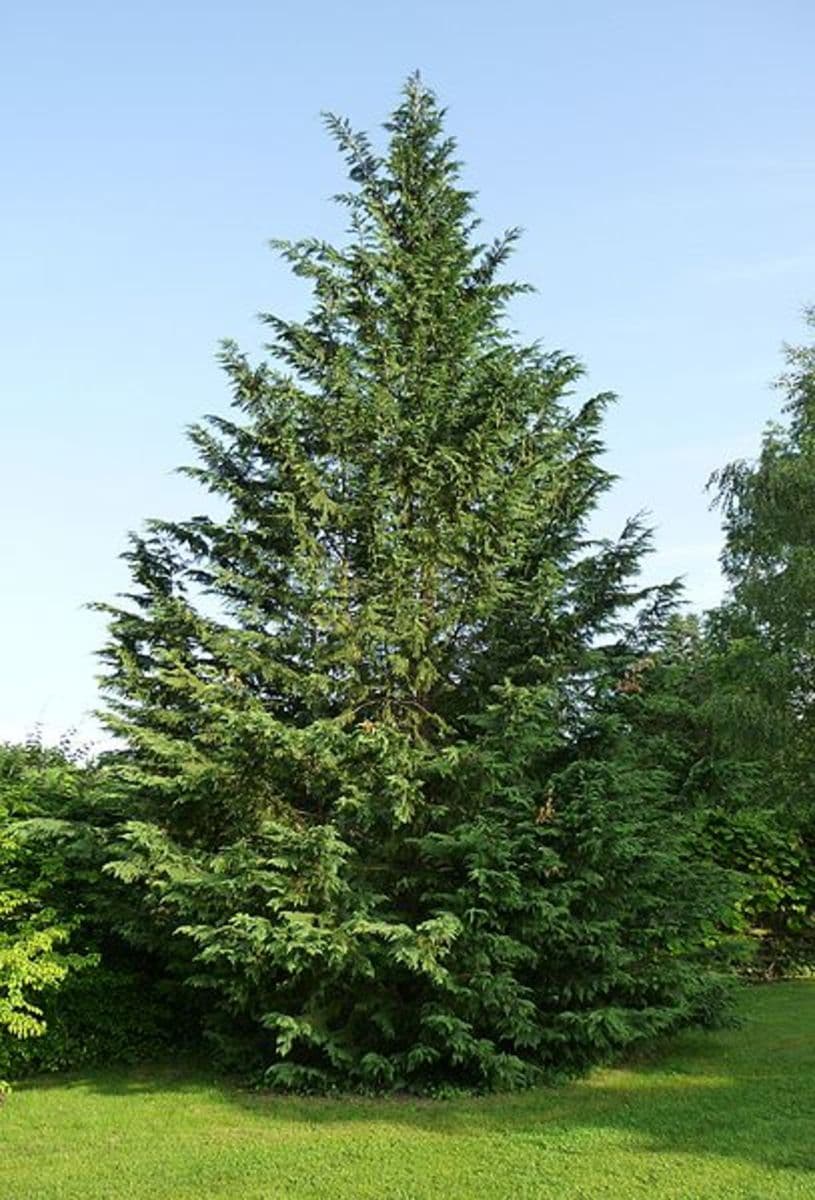 Mature leyland cypress in columnar pyramidal form