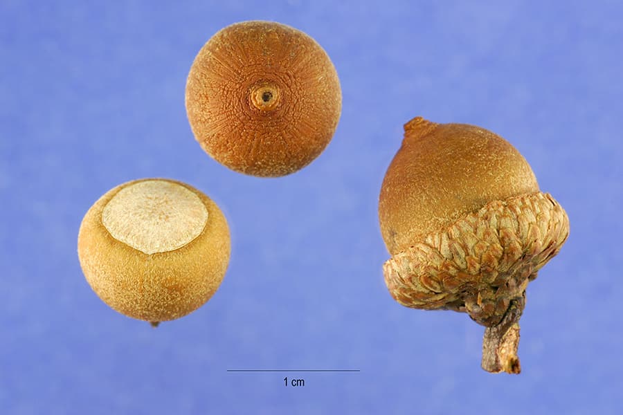 Southern red oak acorn with shallow cup