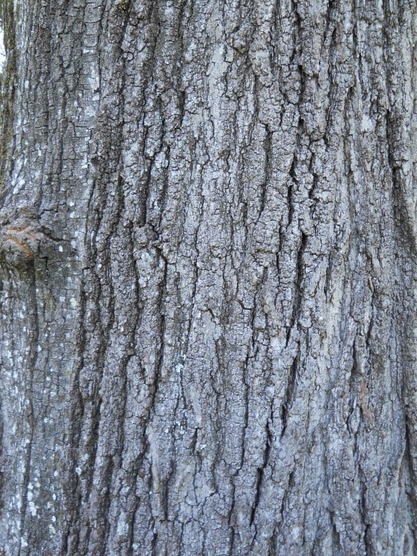 Southern red oak bark dark with shallow furrows