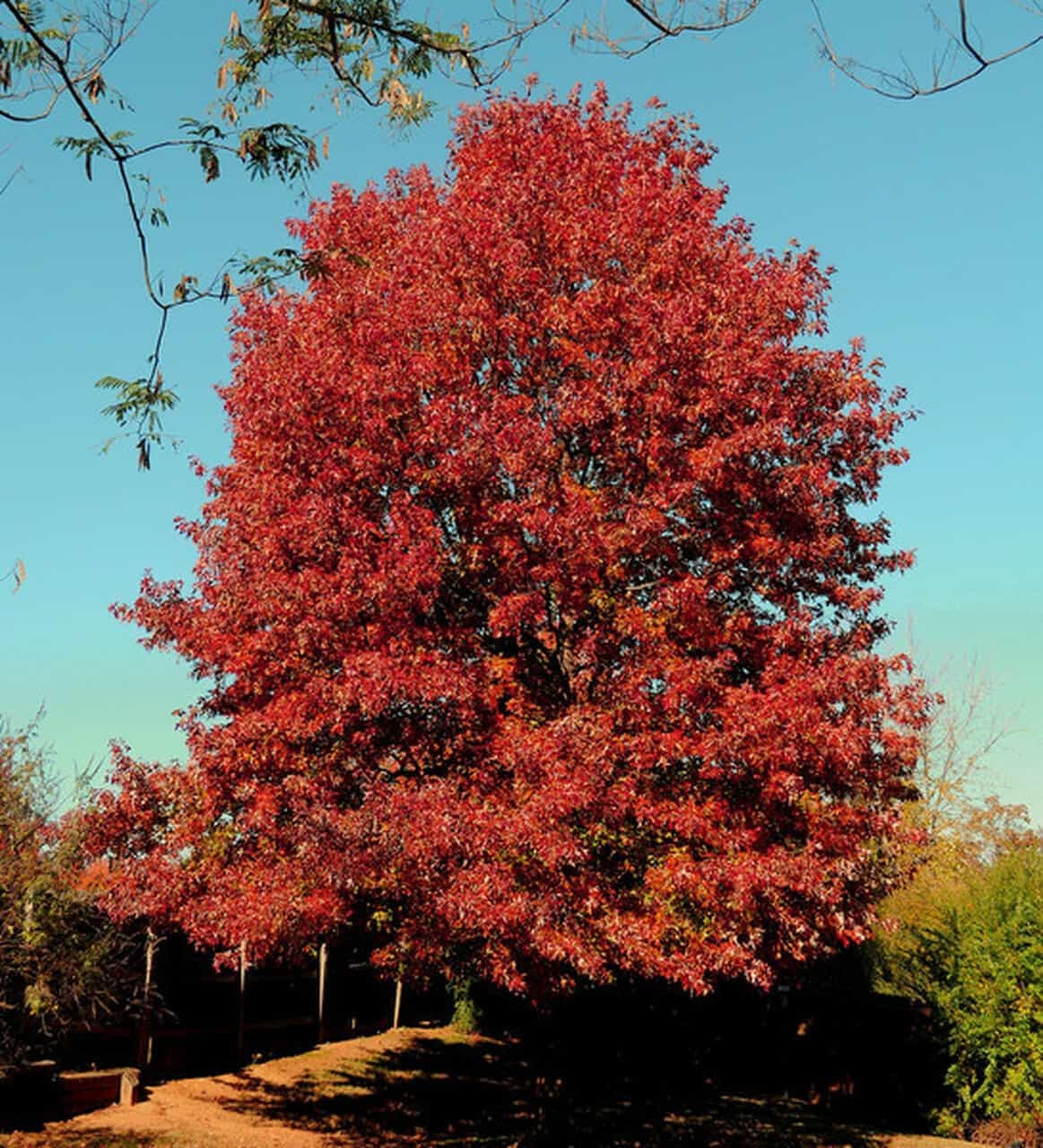 Southern red oak in autumn with deep red foliage