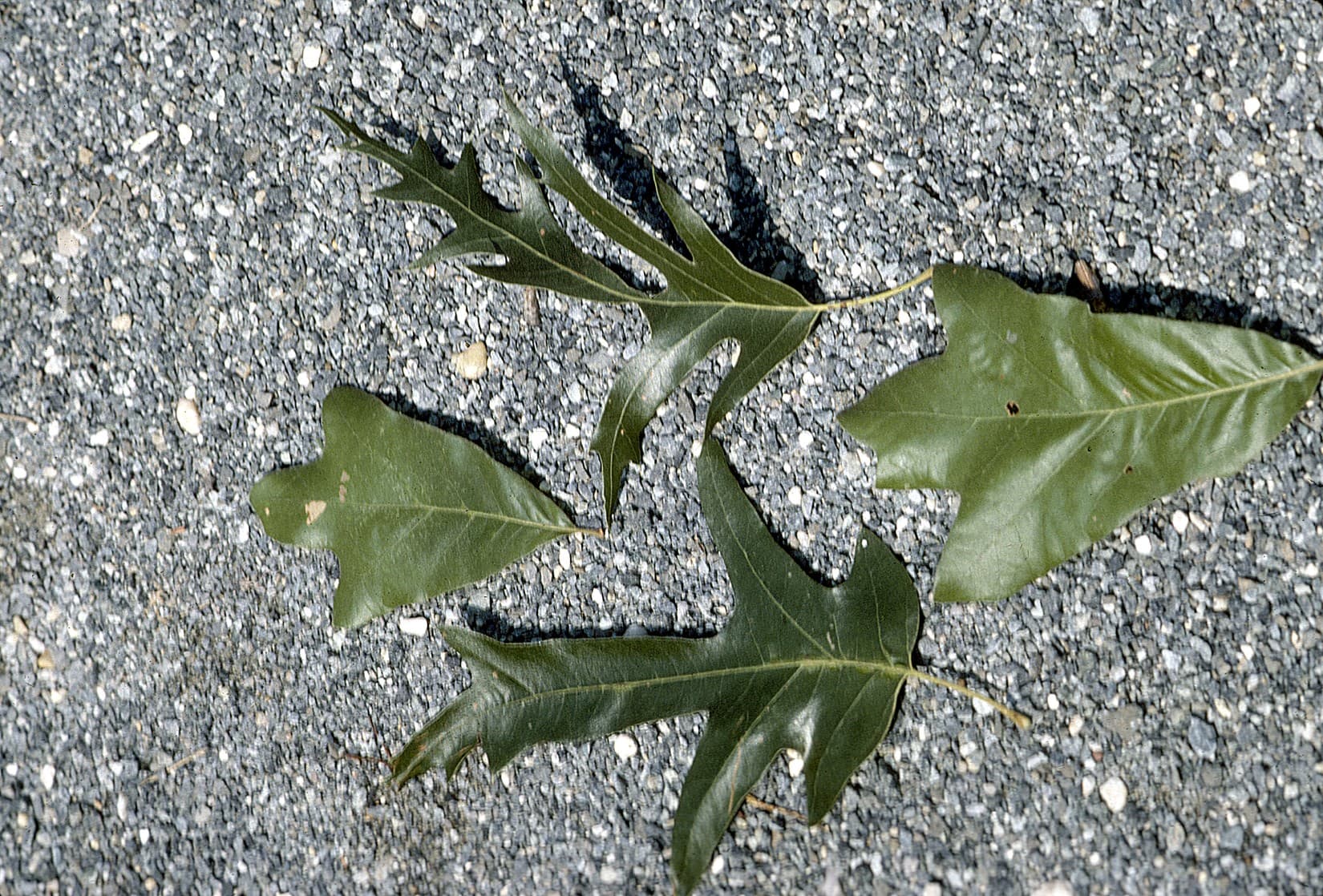 Southern red oak leaf with 3–7 pointed lobes and bell-shaped base