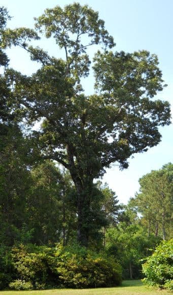 Mature southern red oak with broad asymmetric crown