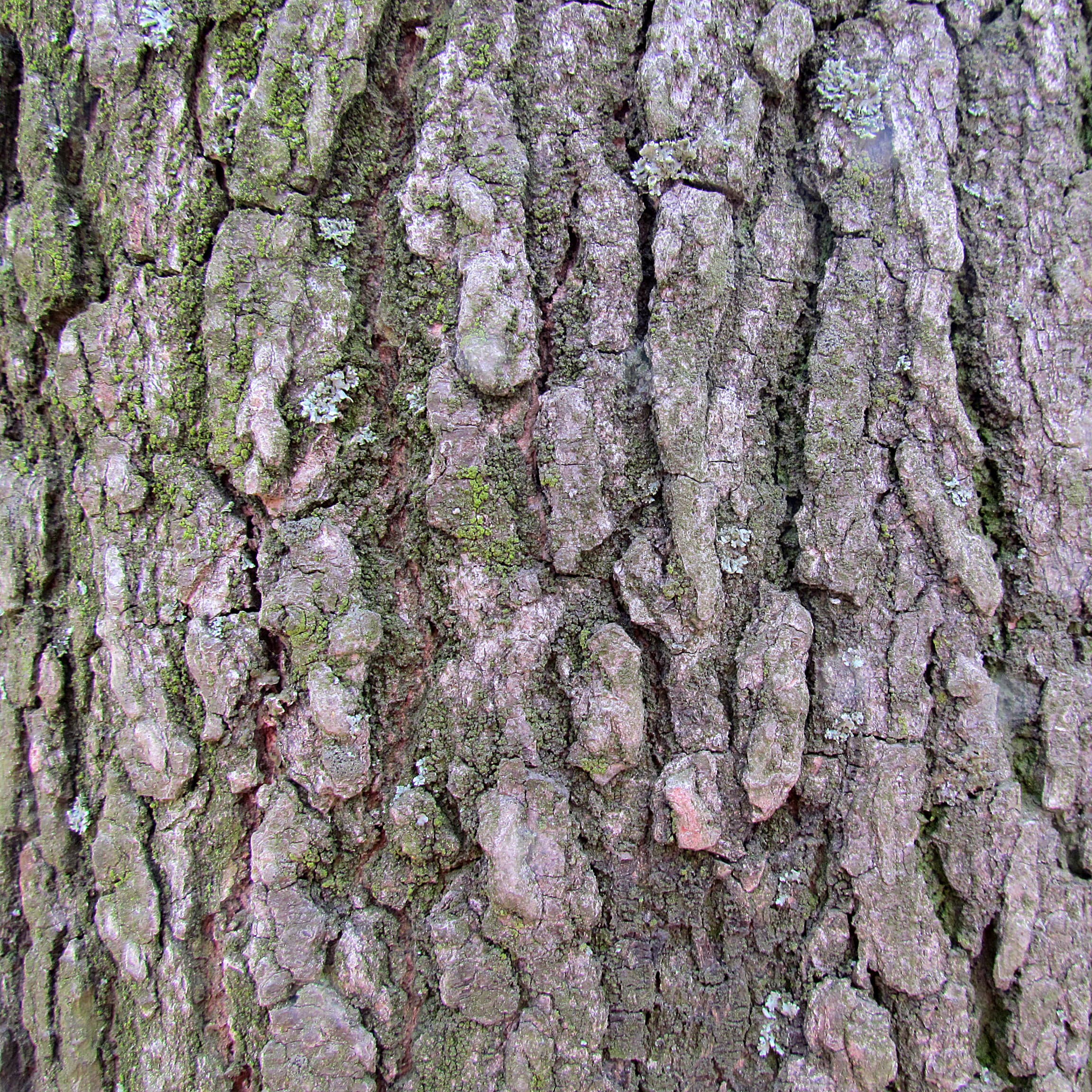 Sweetgum bark gray-brown with narrow fissures