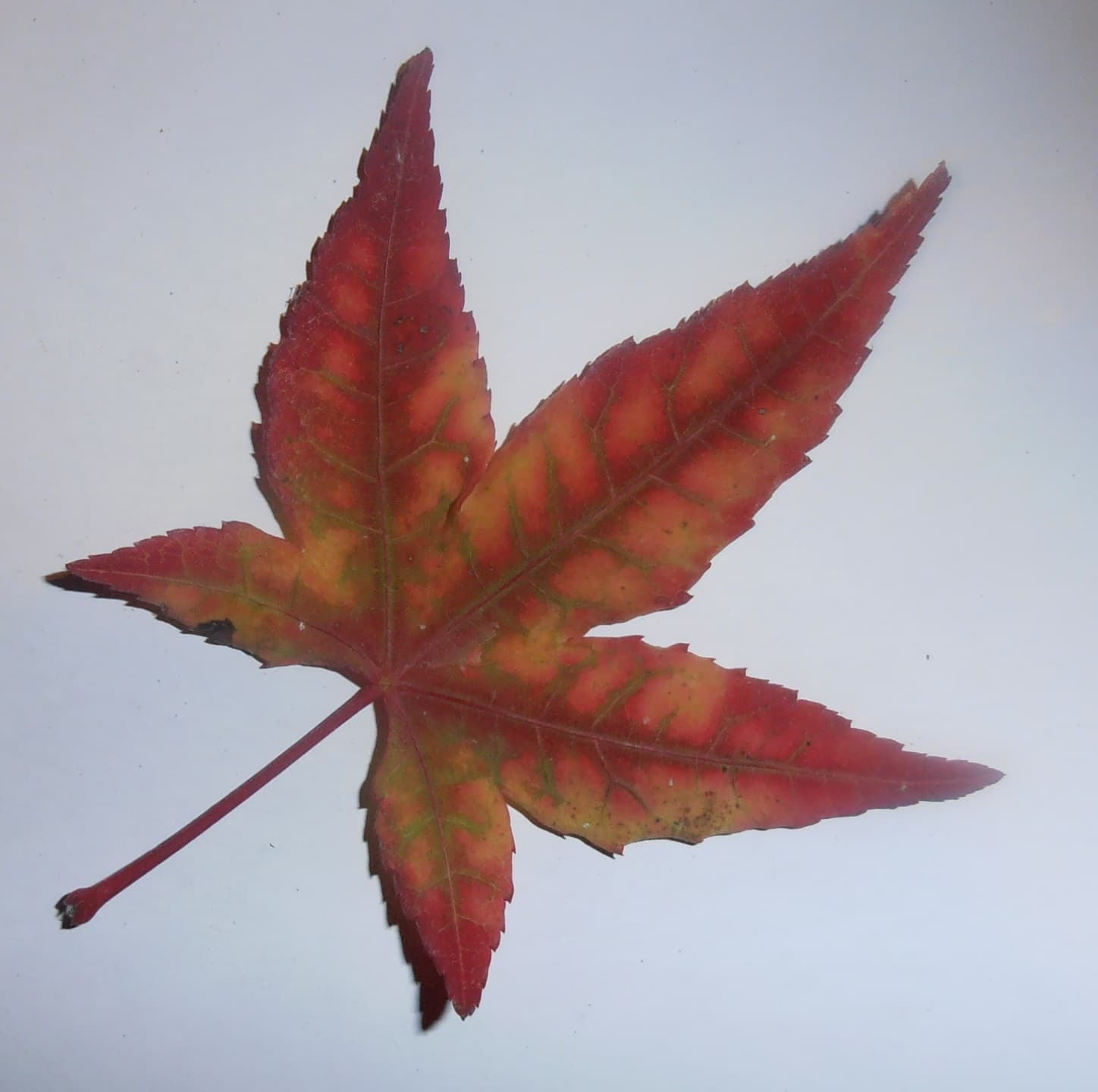 Sweetgum star-shaped 5–7 pointed leaf