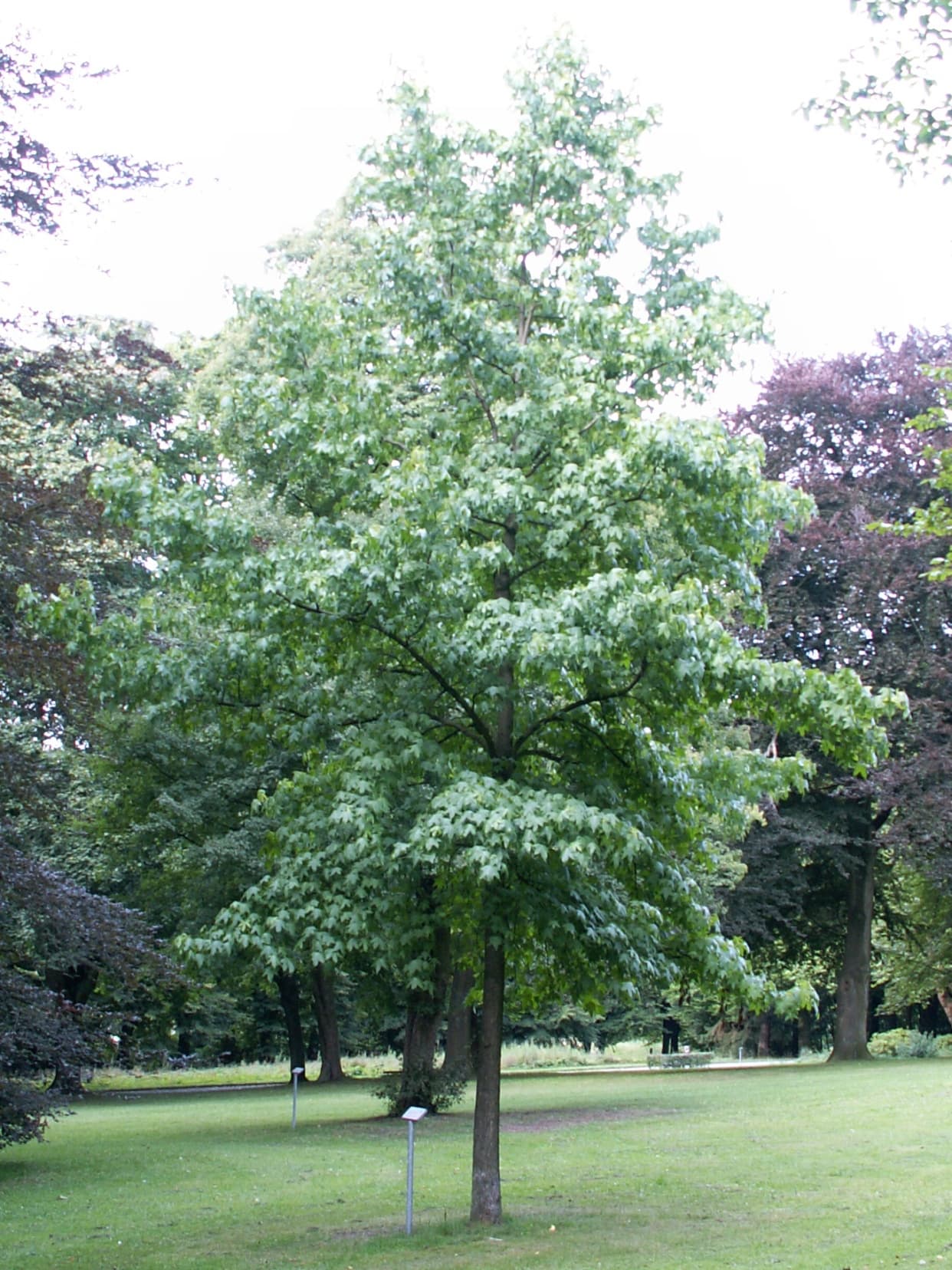 Mature sweetgum with pyramidal crown and straight trunk
