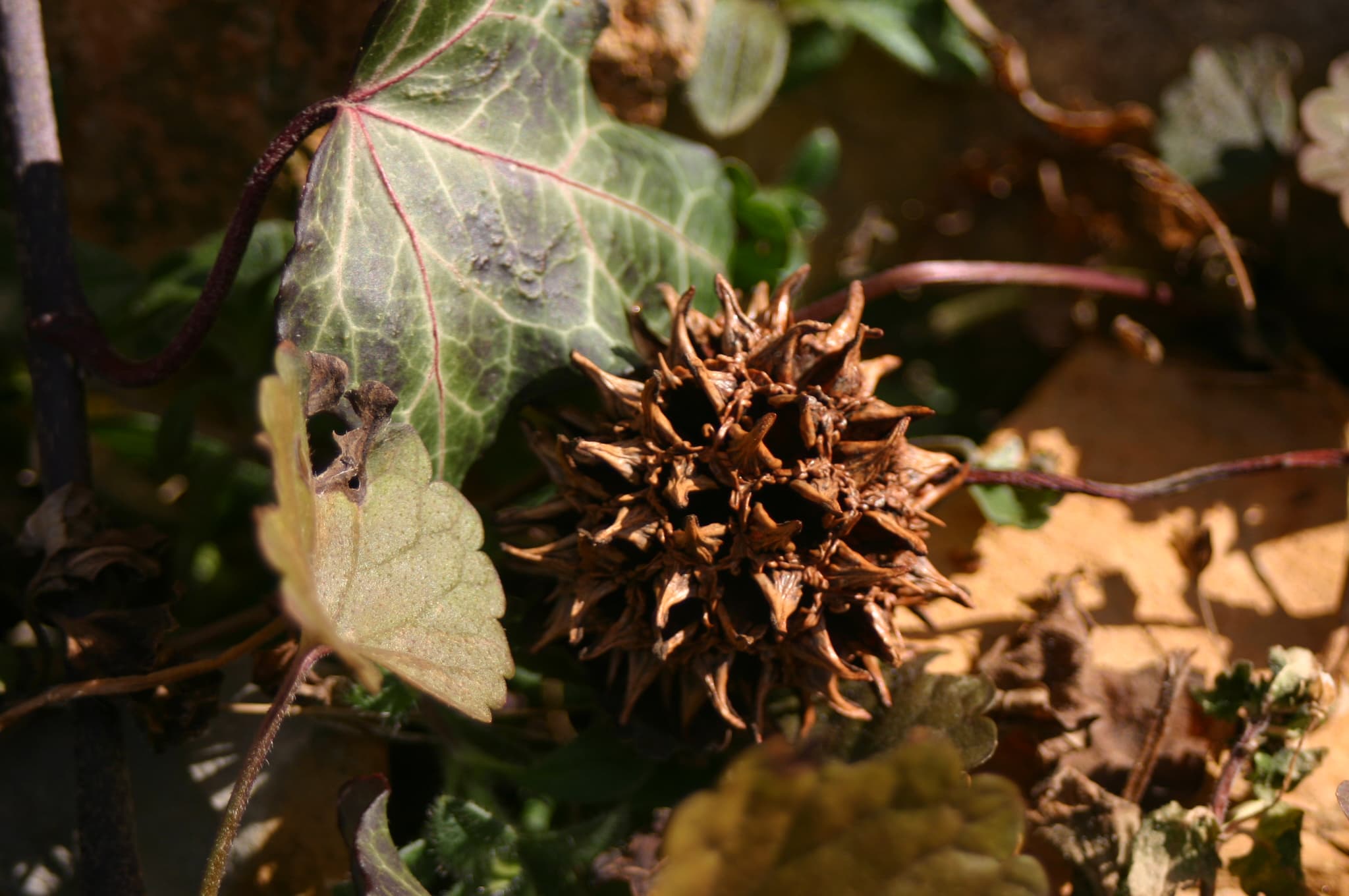 Sweetgum spiky brown seed ball persistence in winter