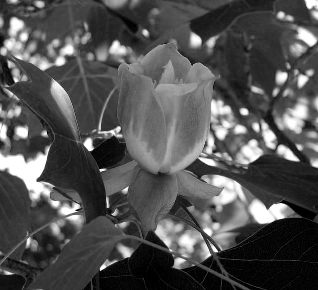 Tulip poplar flower blooming during spring tree care season in Georgia