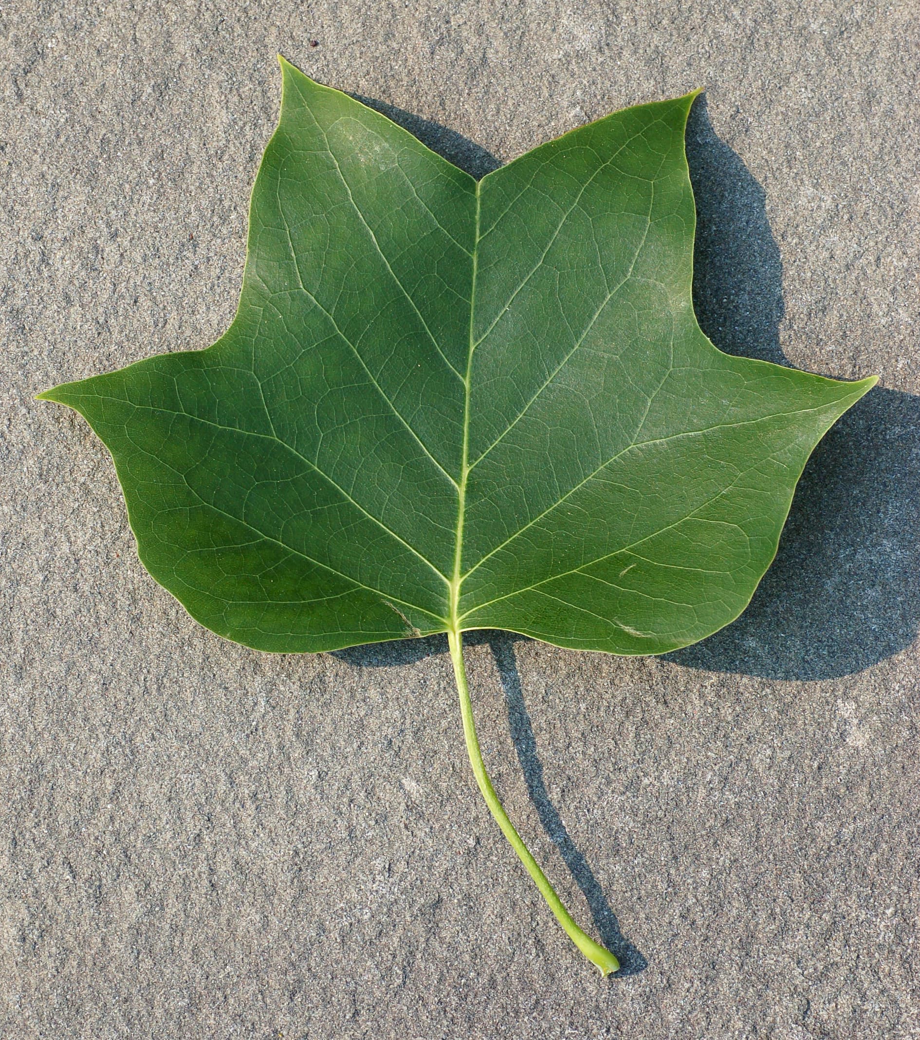 Tulip poplar distinctive 4-lobed leaf with flat notched tip