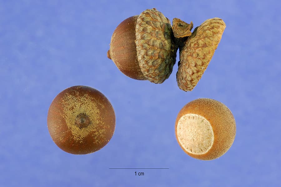 Water oak acorn oval shape with small cap