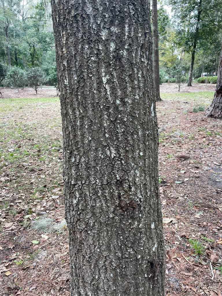 Water oak bark dark rough with small blocky pattern