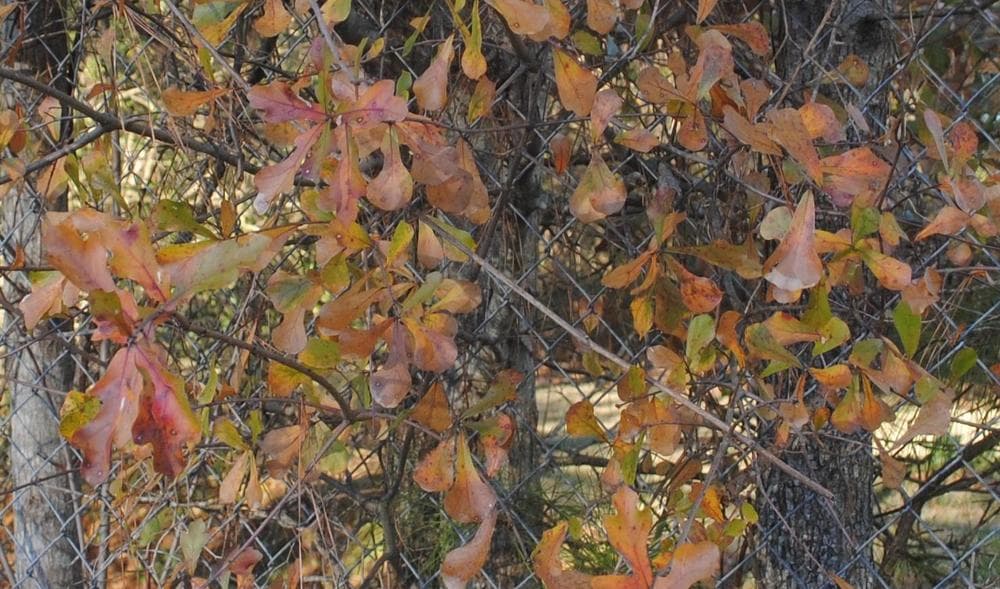 Water oak in autumn with yellow-brown foliage