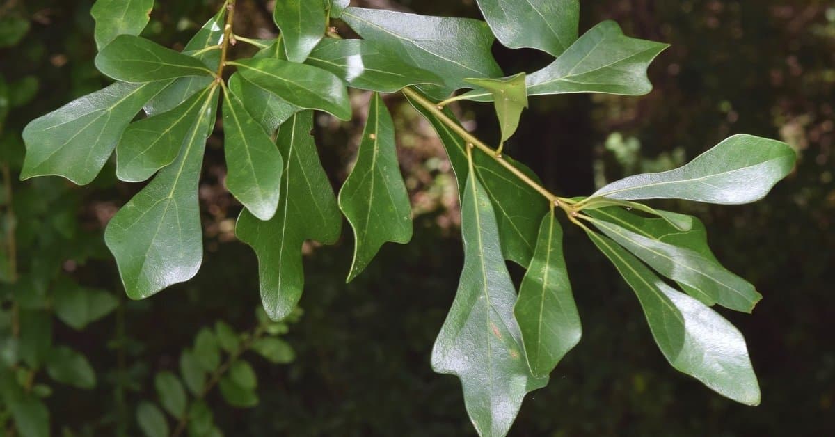 Water oak variable spatula-shaped leaves