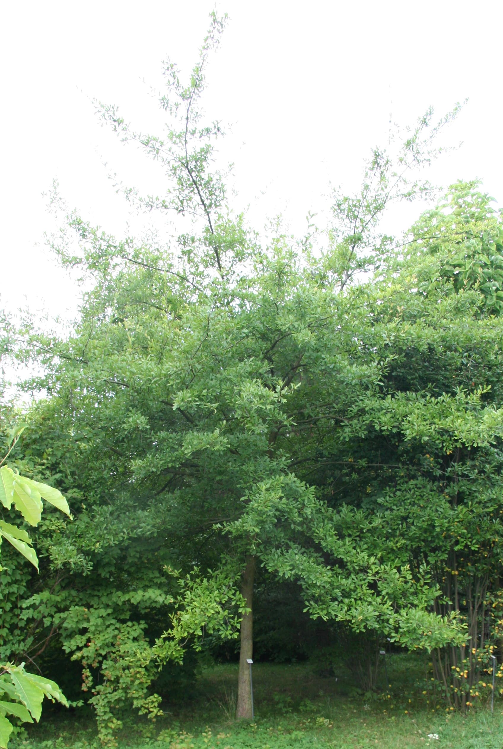 Mature water oak with broadly rounded crown