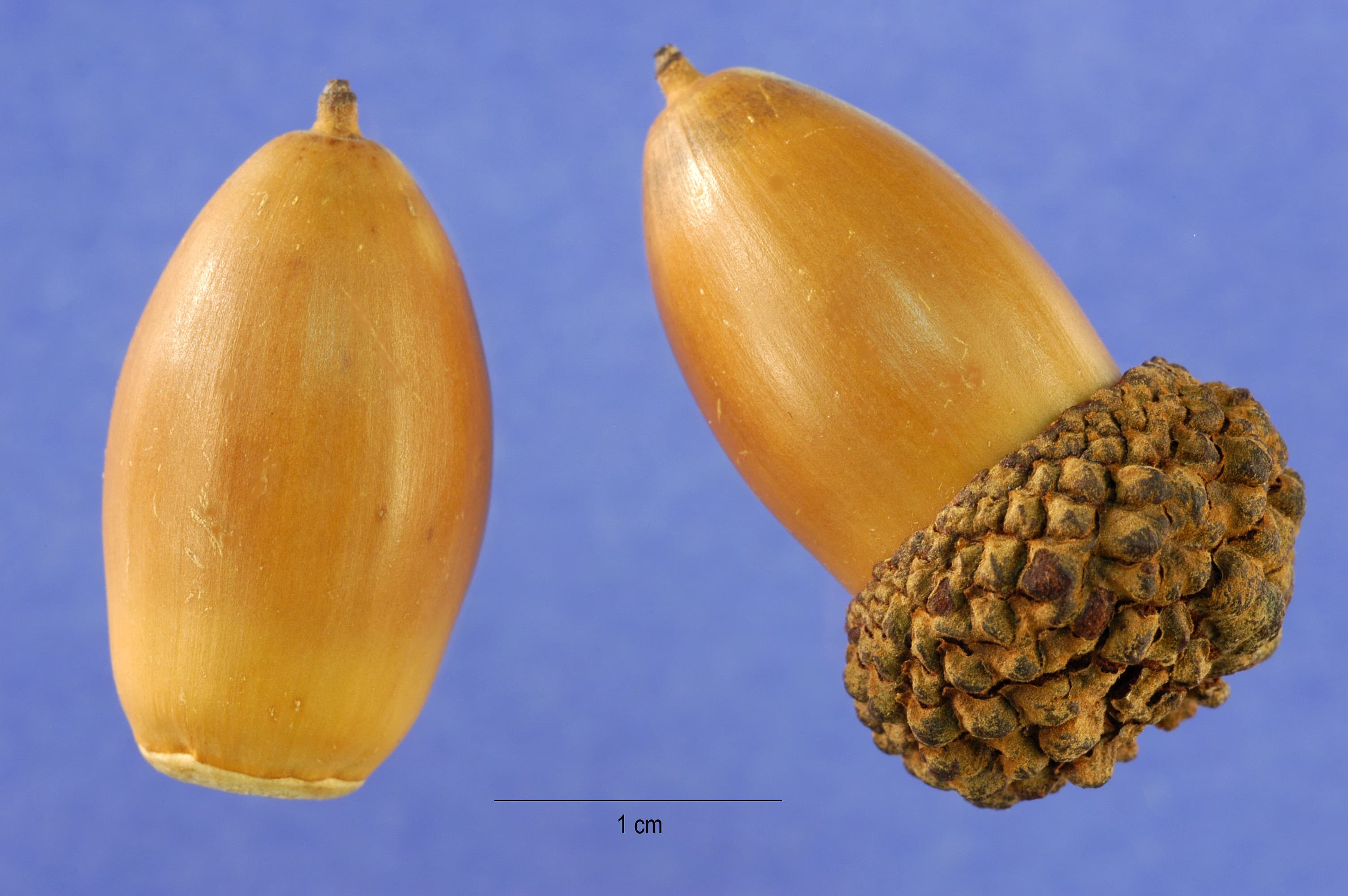 White oak acorn with shallow cap and elongated shape