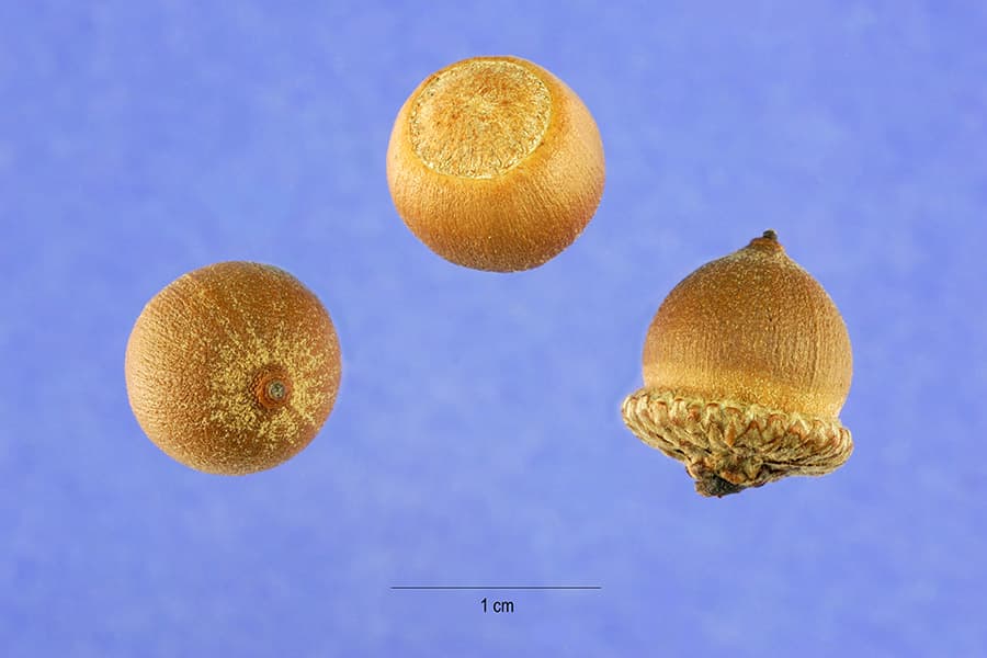 Willow oak small round acorn on stem