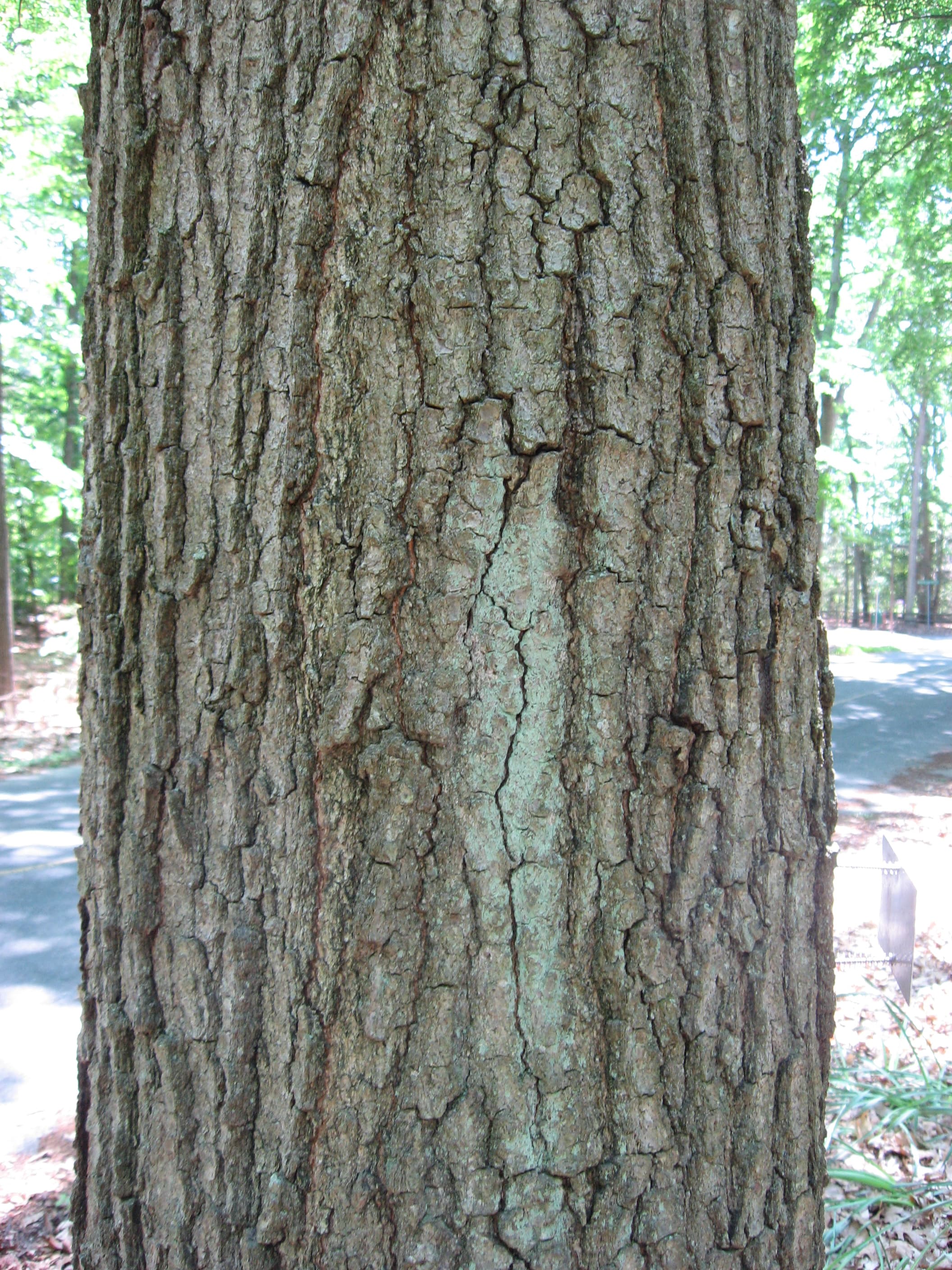 Willow oak bark smooth gray with shallow furrows