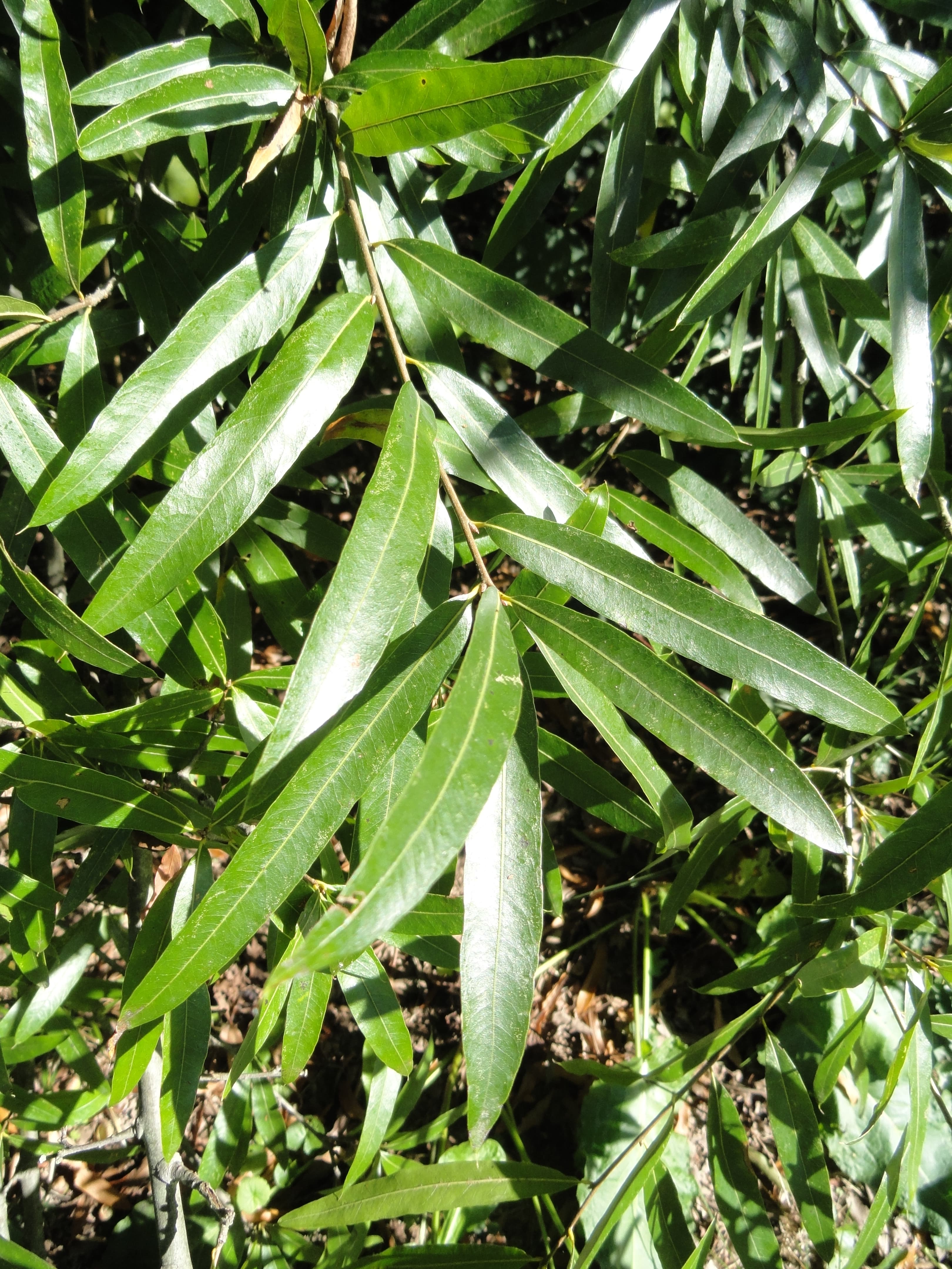 Willow oak narrow willow-like leaves