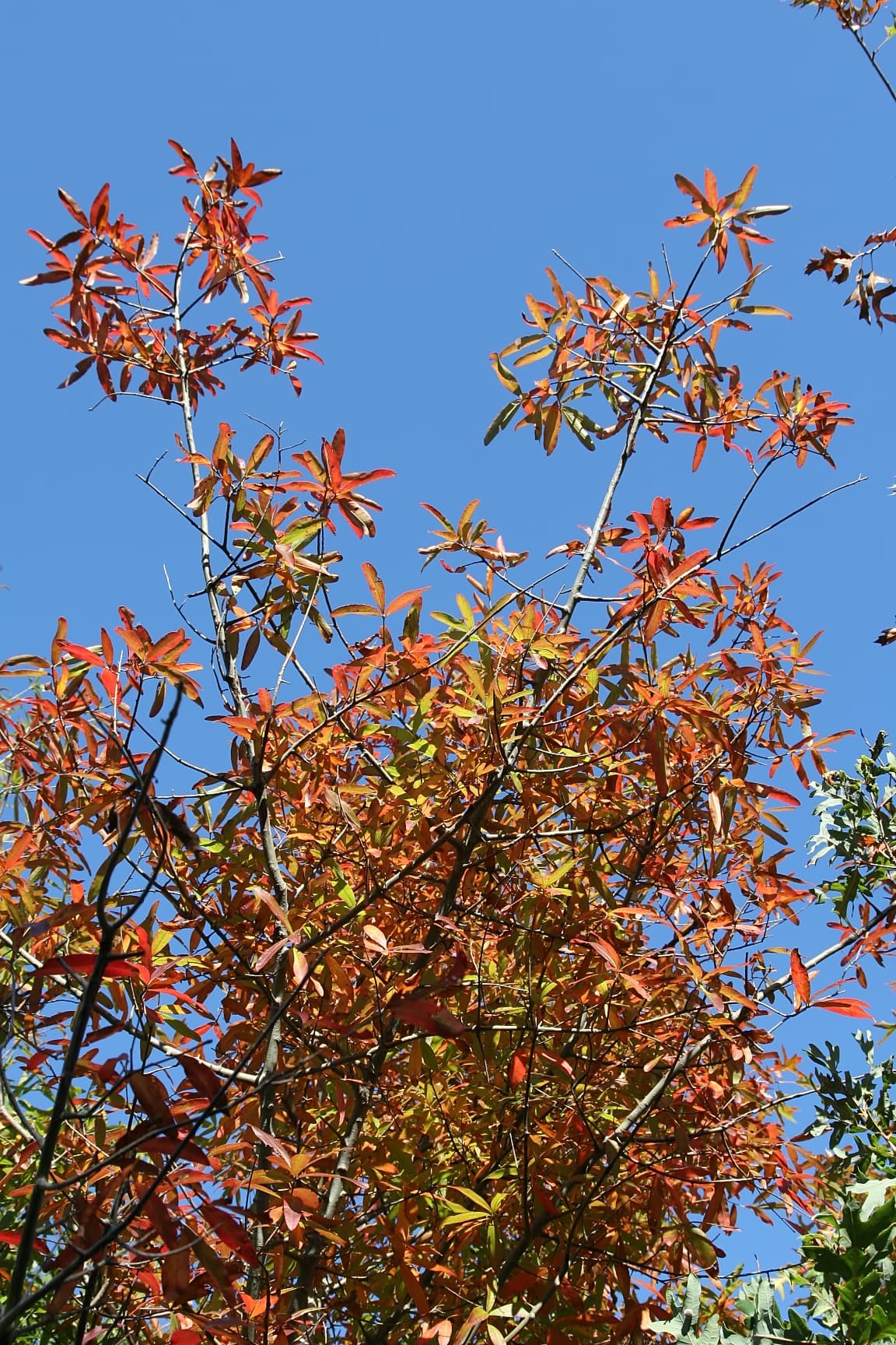 Willow oak in autumn with yellow to bronze foliage