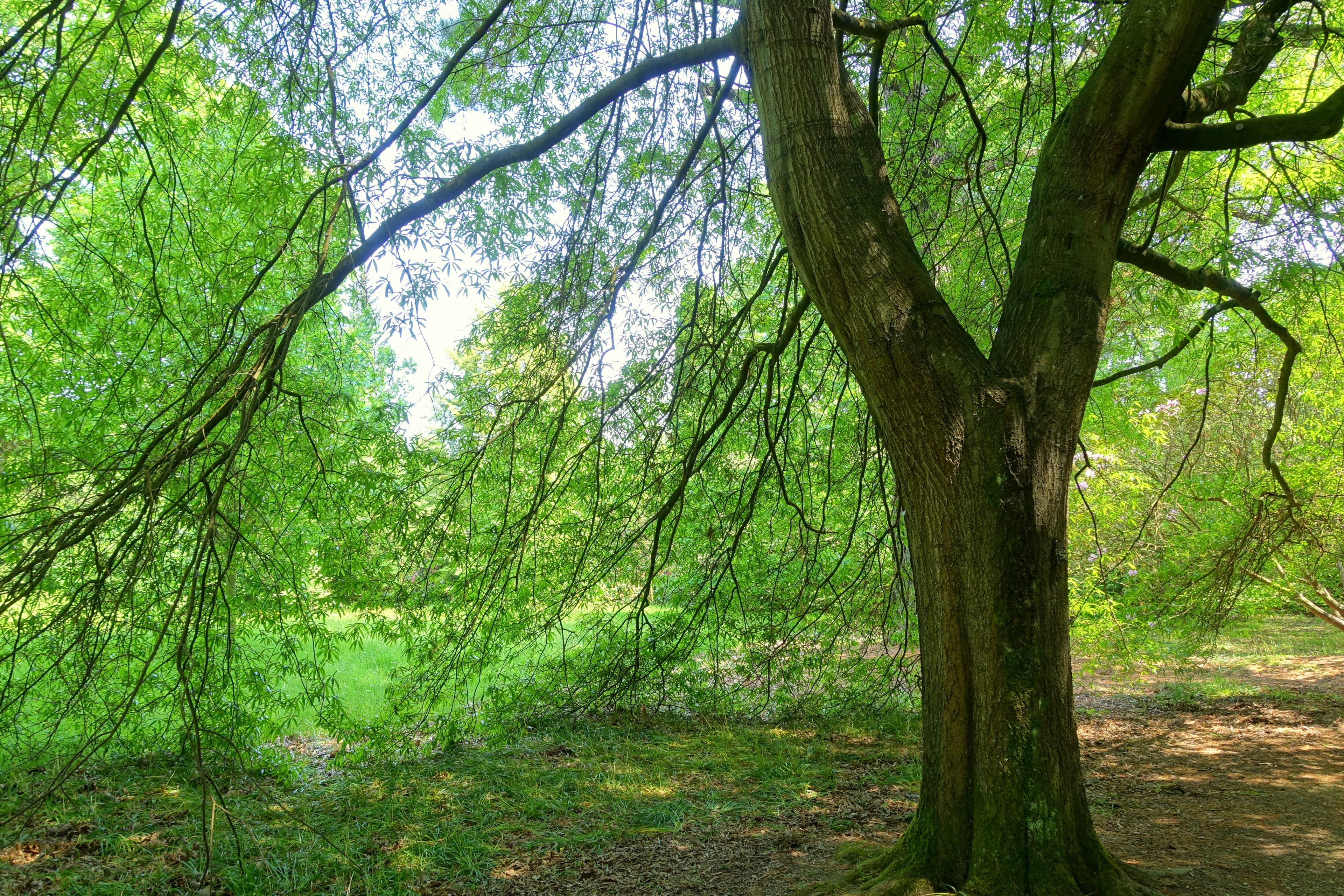 Mature willow oak with round dense crown