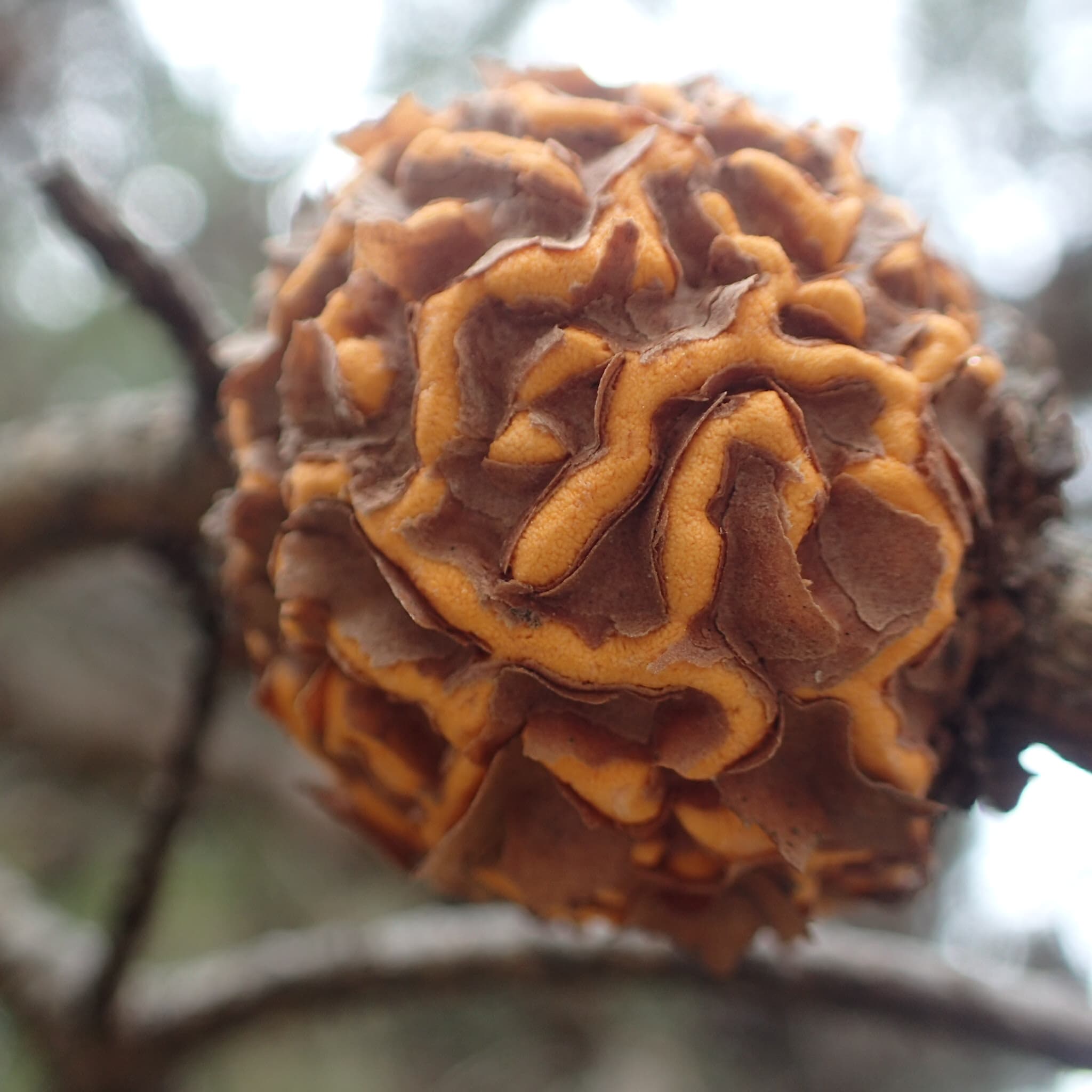 Orange-yellow spindle-shaped fusiform rust gall swelling on loblolly pine stem with bark distortion surrounding the infection point