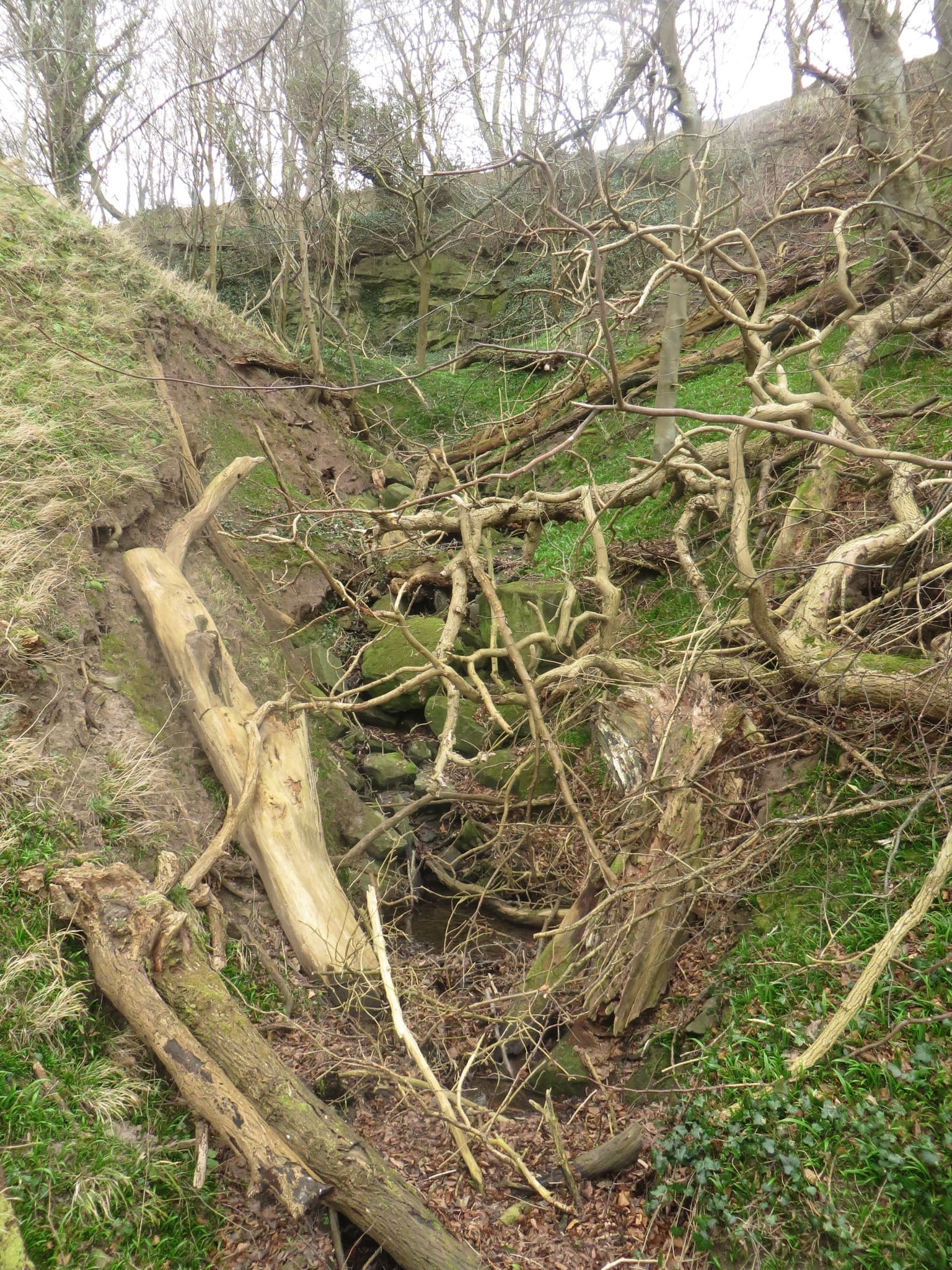 Large dead branch caught in canopy of live tree, stripped bark, angled downward, hanging dangerously above open area