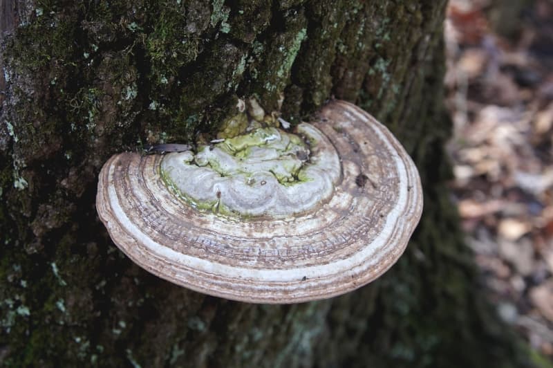 Reddish-brown Ganoderma bracket conk (artist conk) growing from tree base, kidney-shaped with white pore surface visible on underside