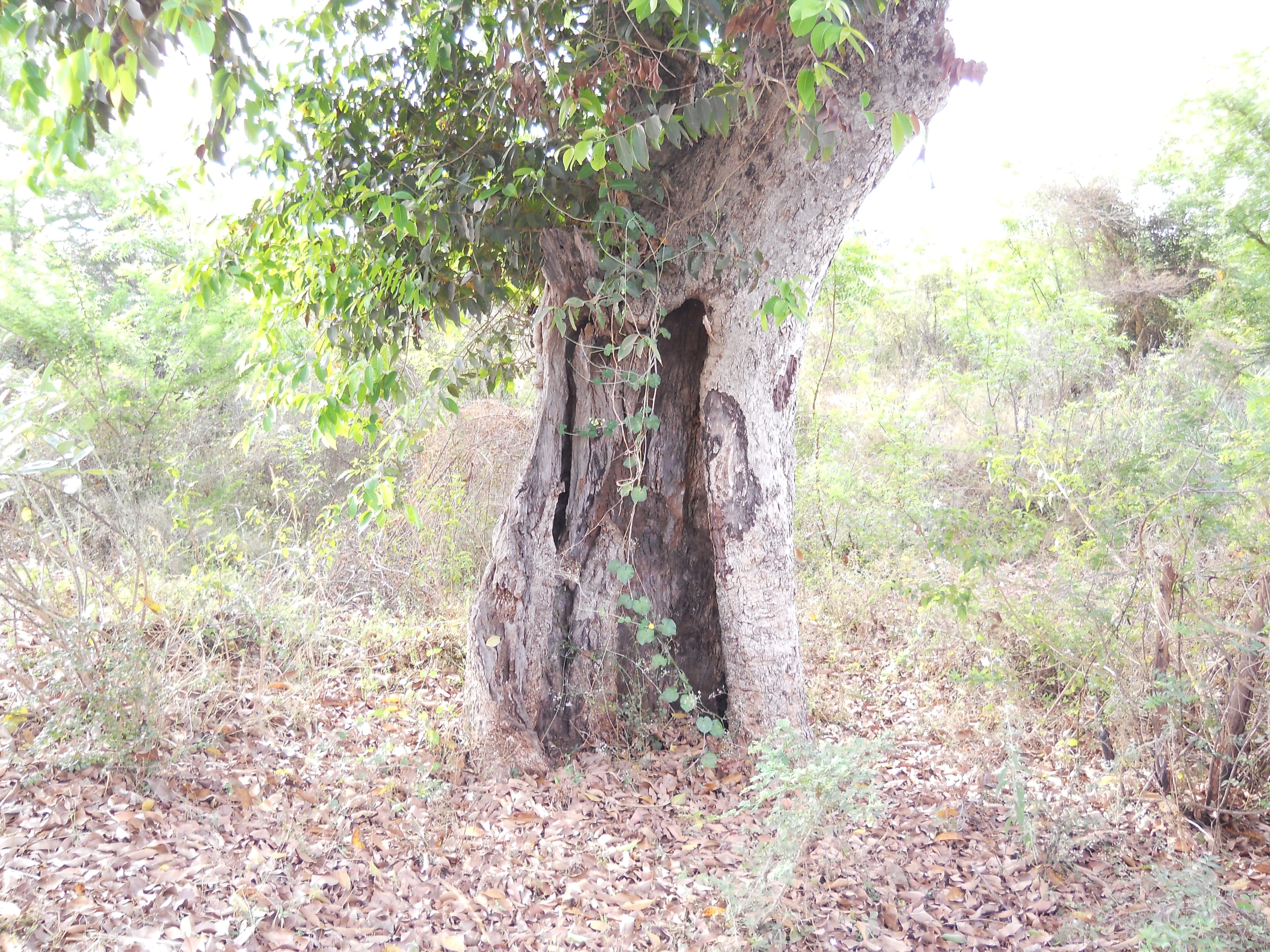 Large cavity opening in hardwood trunk with dark hollow interior visible through the wound, decay-softened wood surrounding the opening