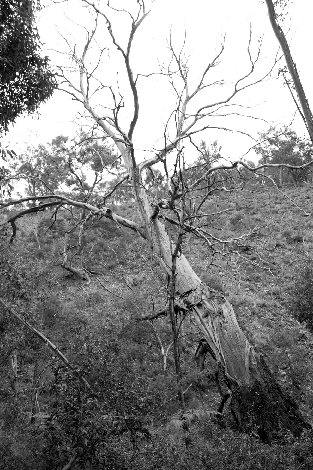 Red oak tree with dead upper scaffold limbs and thin crown showing progressive crown dieback from top down