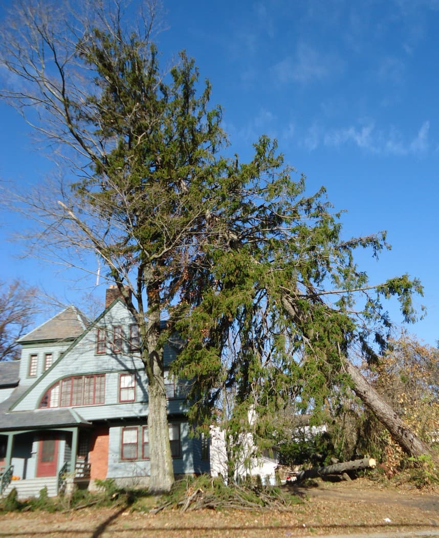 Pine tree leaning 15+ degrees with soil cracking and mounding visible on opposite side of lean indicating root plate failure