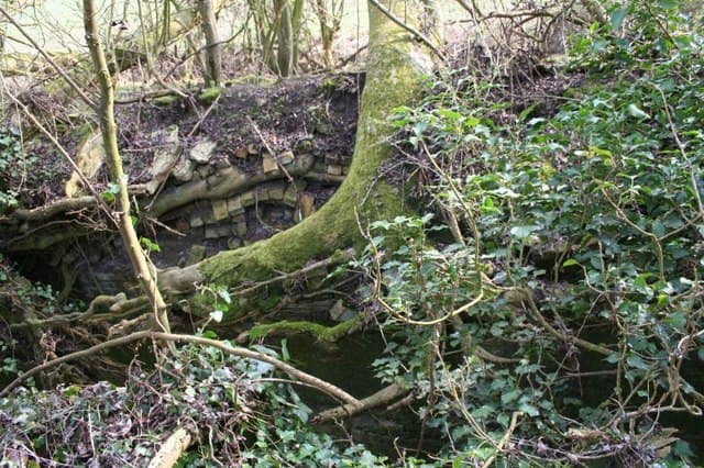 Large oak with raised soil grade buried around the root flare, root compaction damage visible, mulch volcano accumulating around trunk base