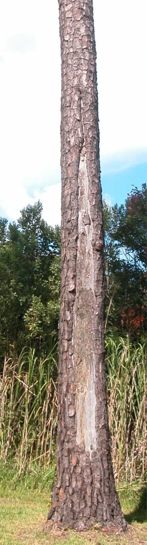 Vertical crack running through hardwood trunk bark with visibly separated edges and dark discoloration indicating wood decay in the crack