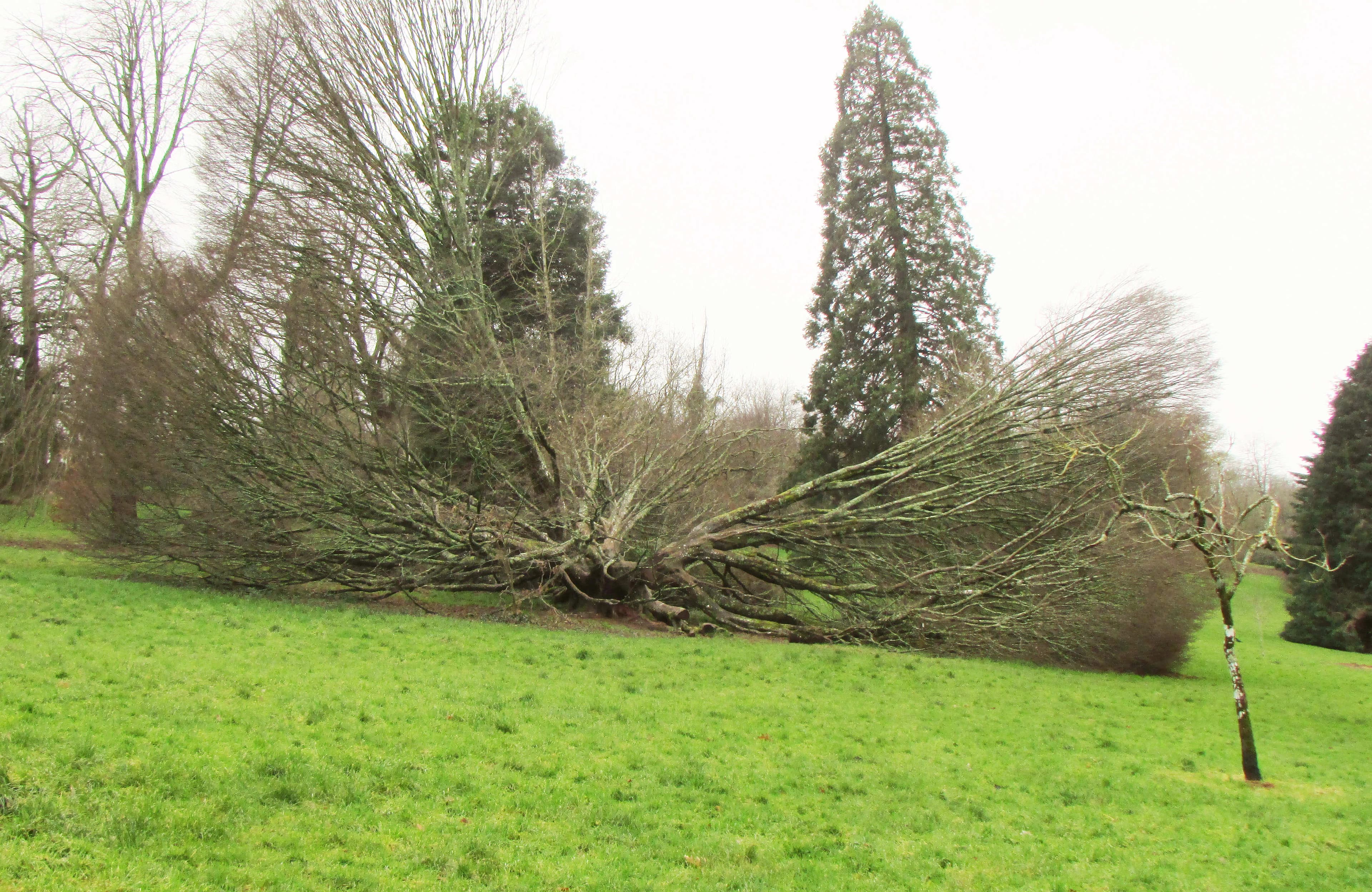 Two major oak stems rising from a tight V-crotch with visible dark included bark seam at the union, typical structural weakness