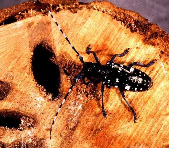 Asian Longhorned Beetle (Anoplophora glabripennis) adult dorsal view — shiny black beetle with white spots on wing covers and long banded antennae