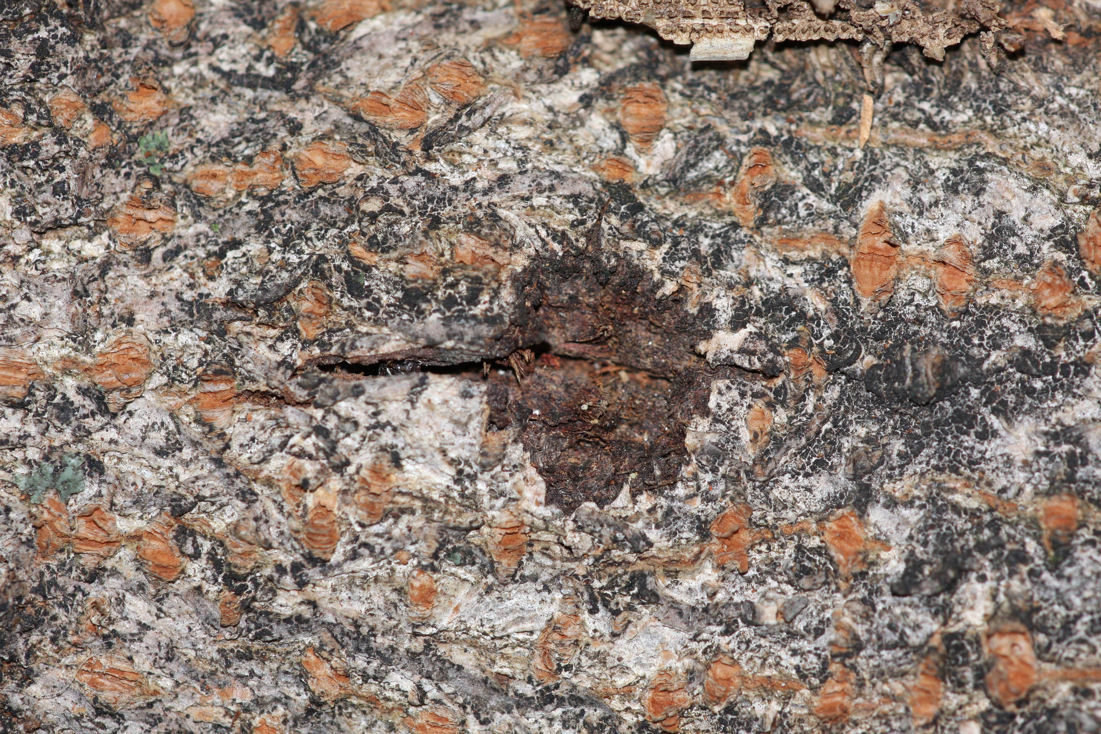 Asian Longhorned Beetle oviposition pit — oval bark wound chewed by female beetle on maple branch for egg-laying